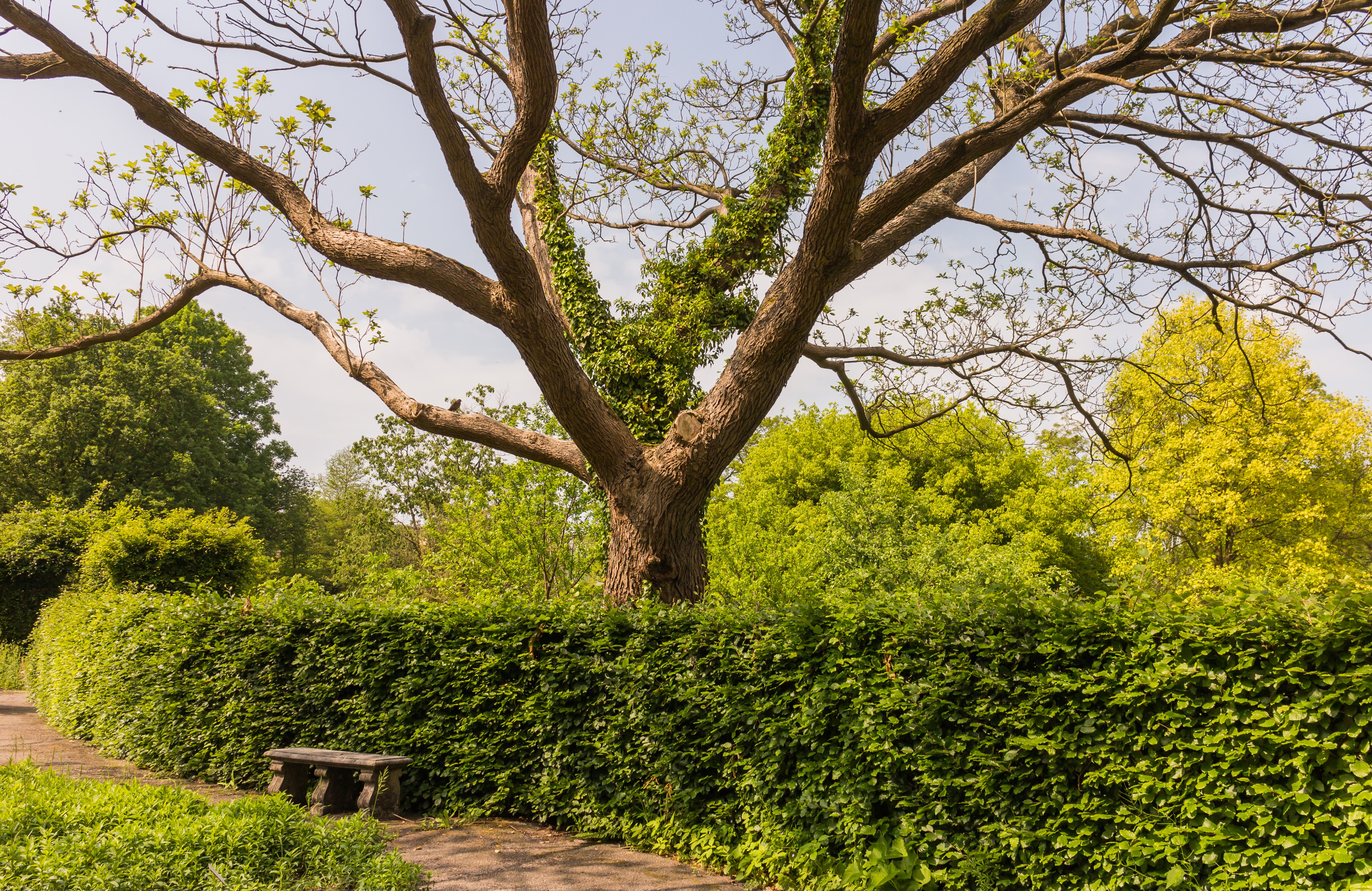 Catalpa bignonioides. Locatie Hortus Haren 02