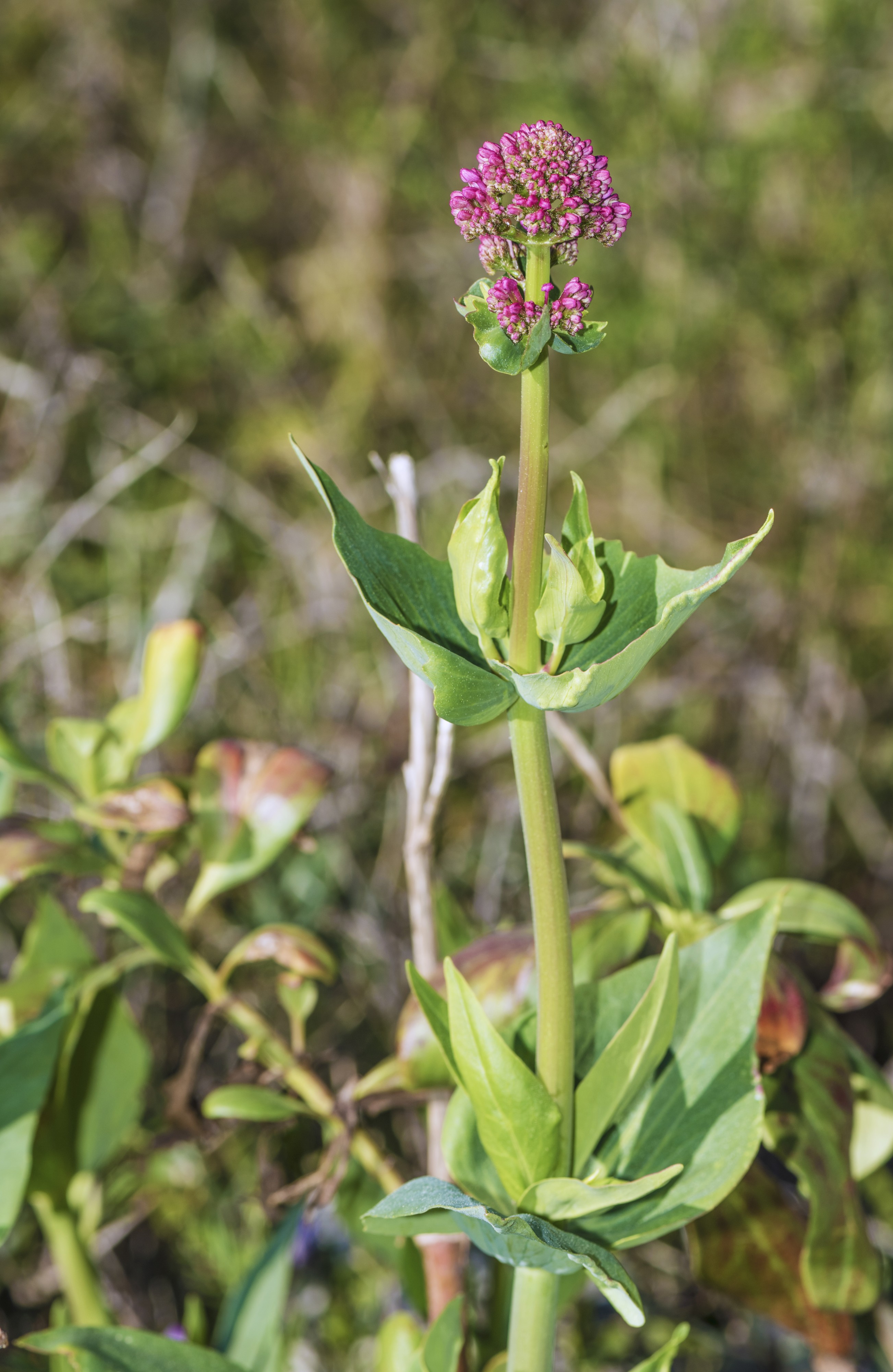 Centranthus ruber, Sète 01