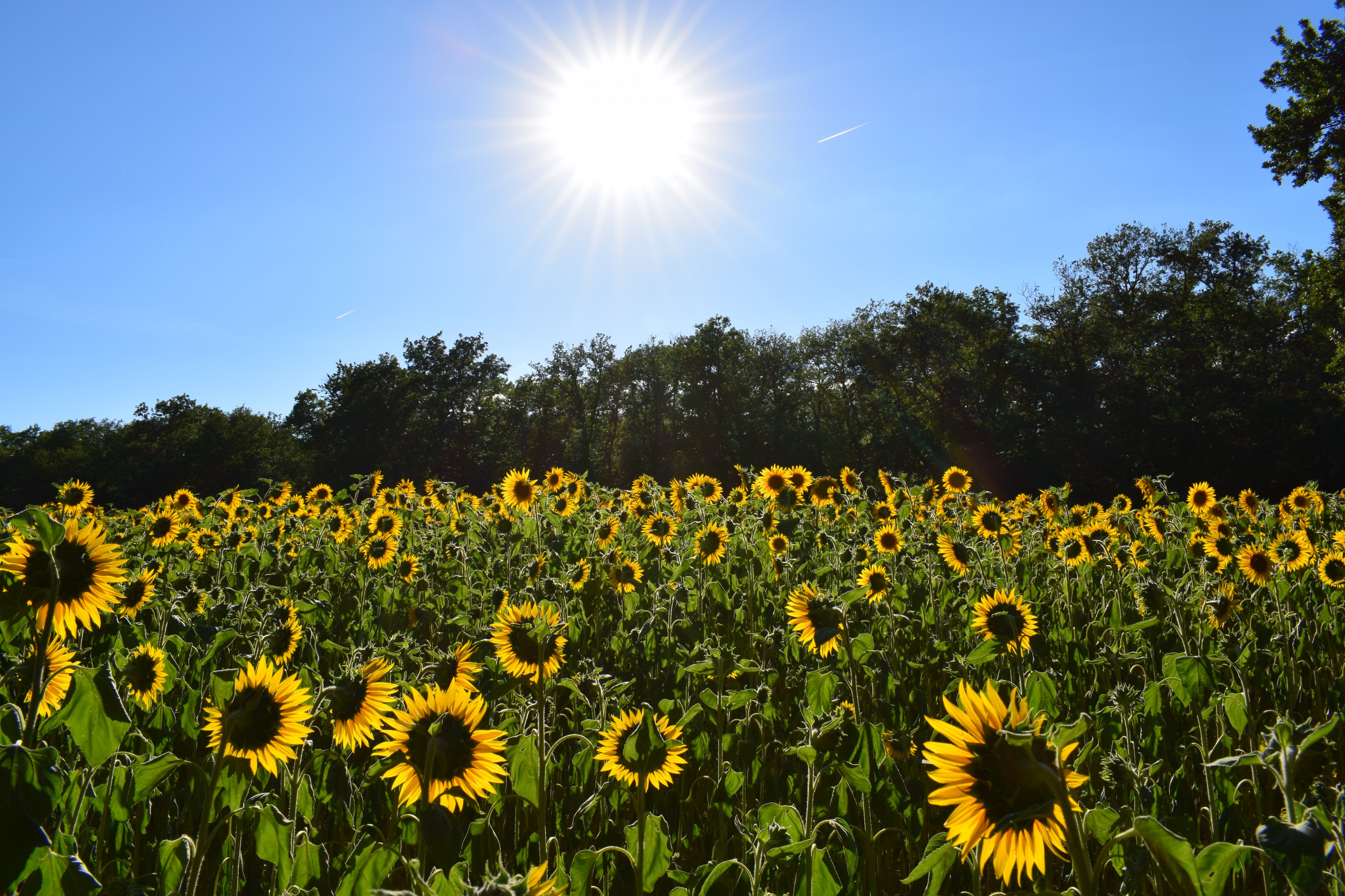 Champ de tournesols à Vernier
