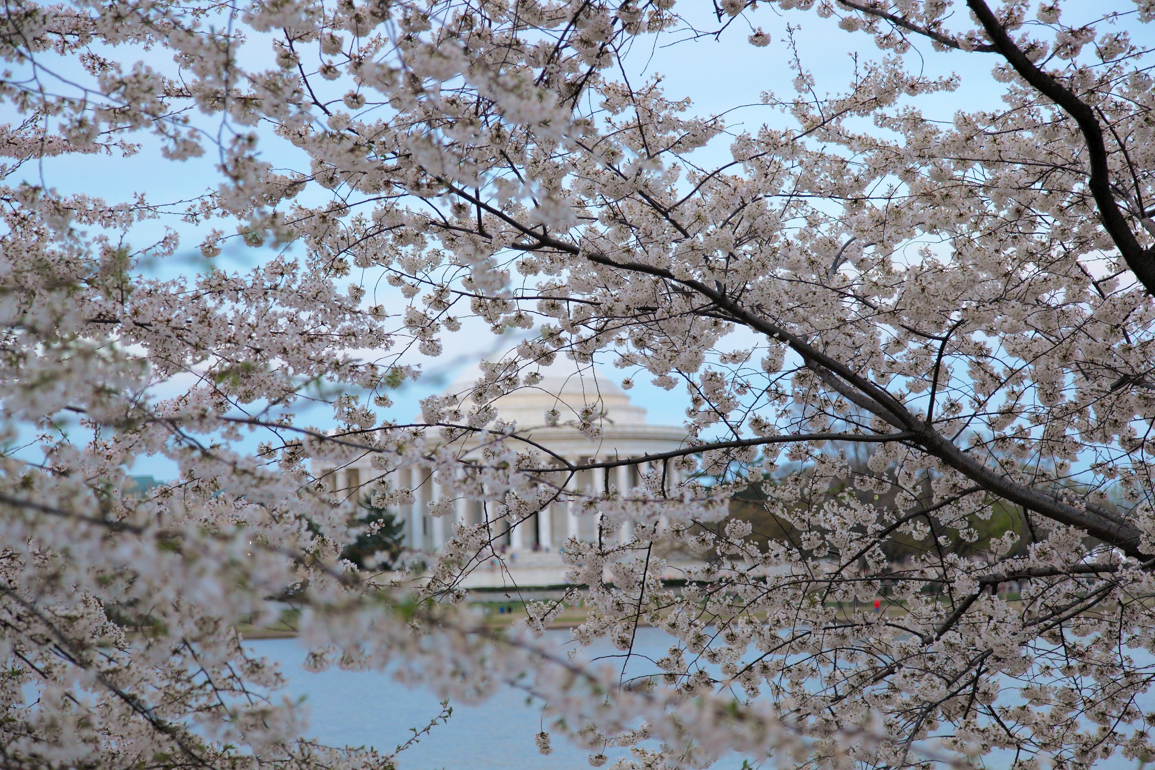 Cherry-blossom-festival-jefferson-memorial - Virginia - ForestWander