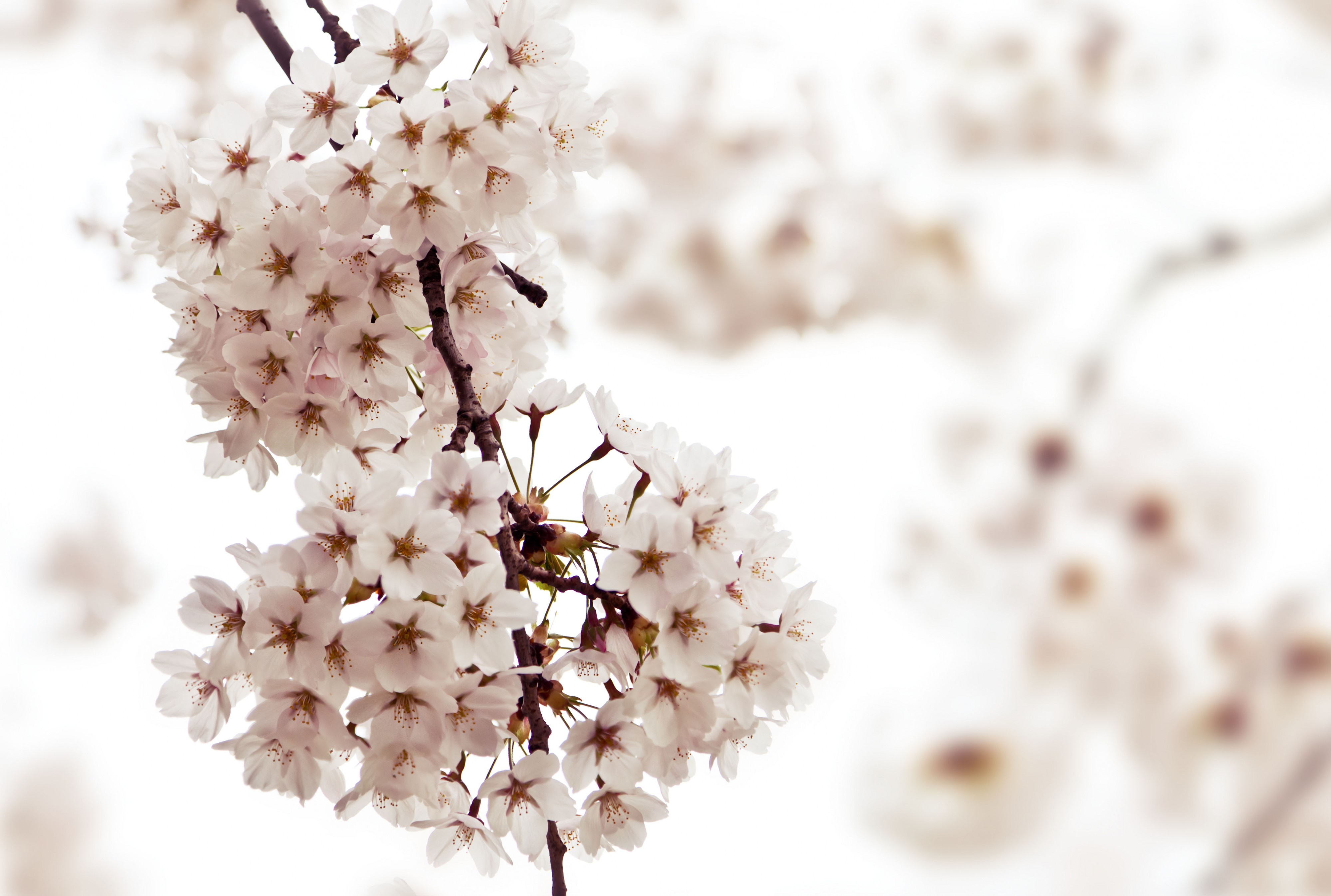 Cherry Blossoms at High Park 2011