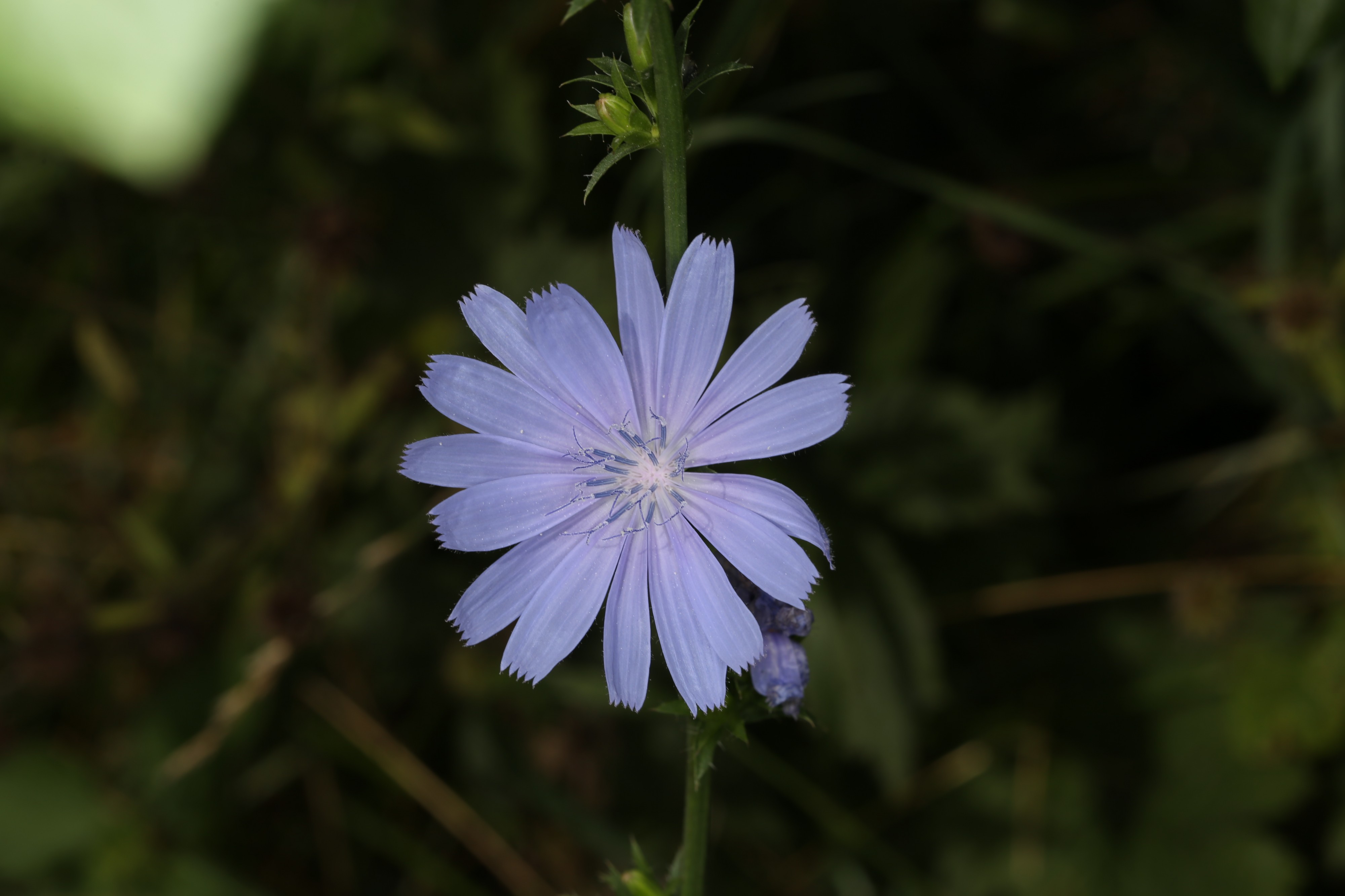 Cichorium intybus (36677458892)