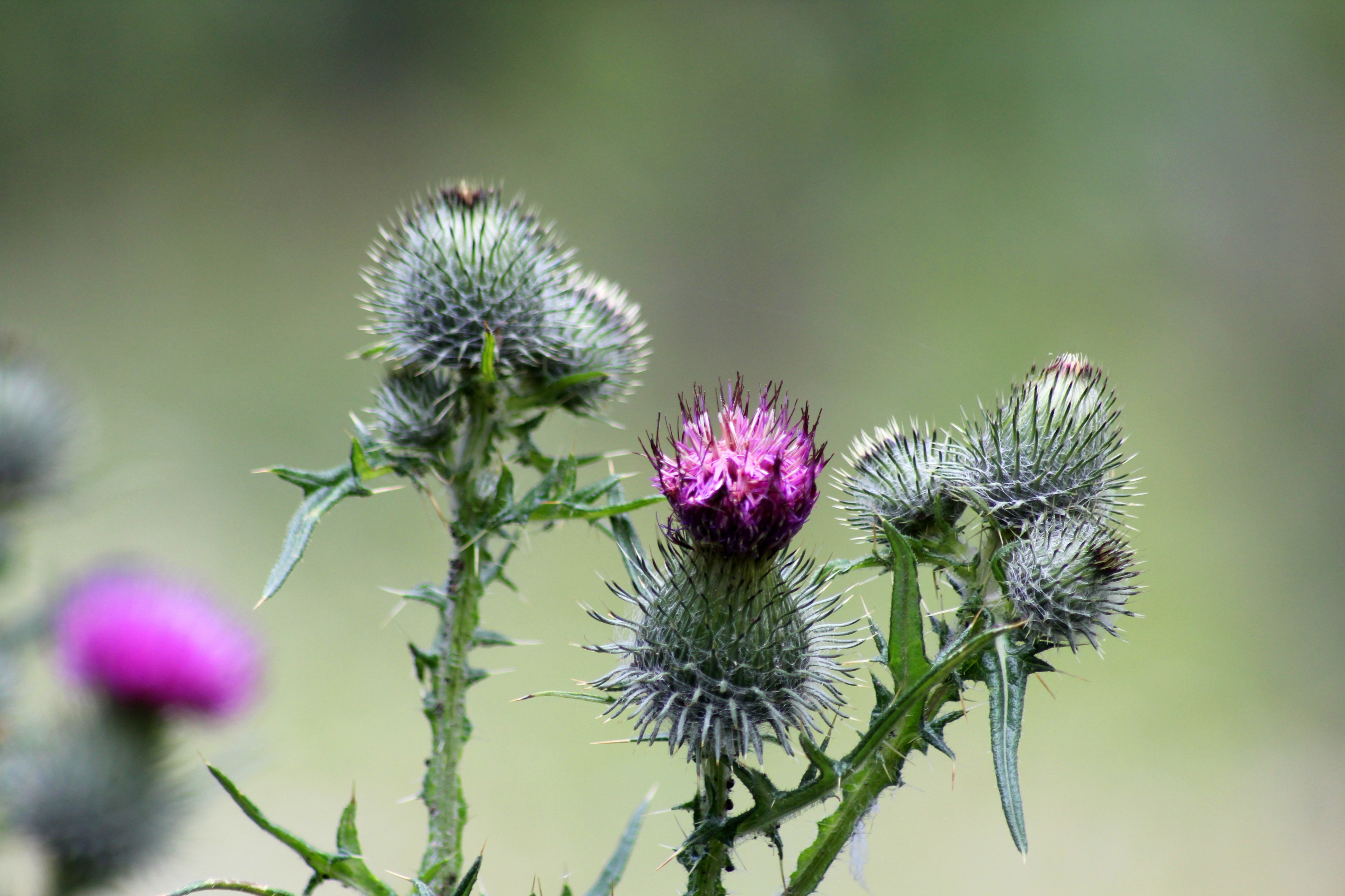 Cirsium vulgare - Regent's Park - London (01)