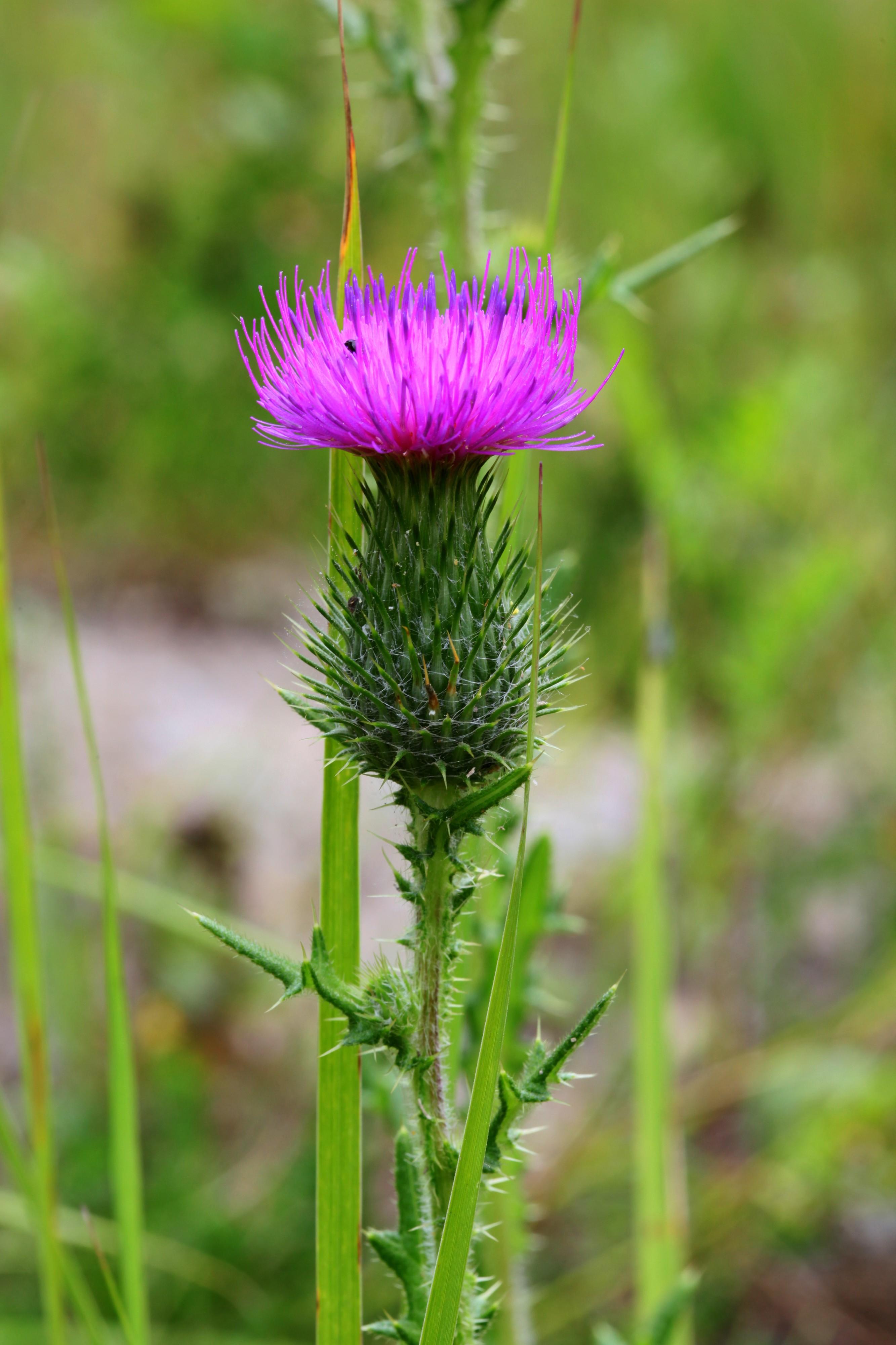 Cirsium vulgare 6214