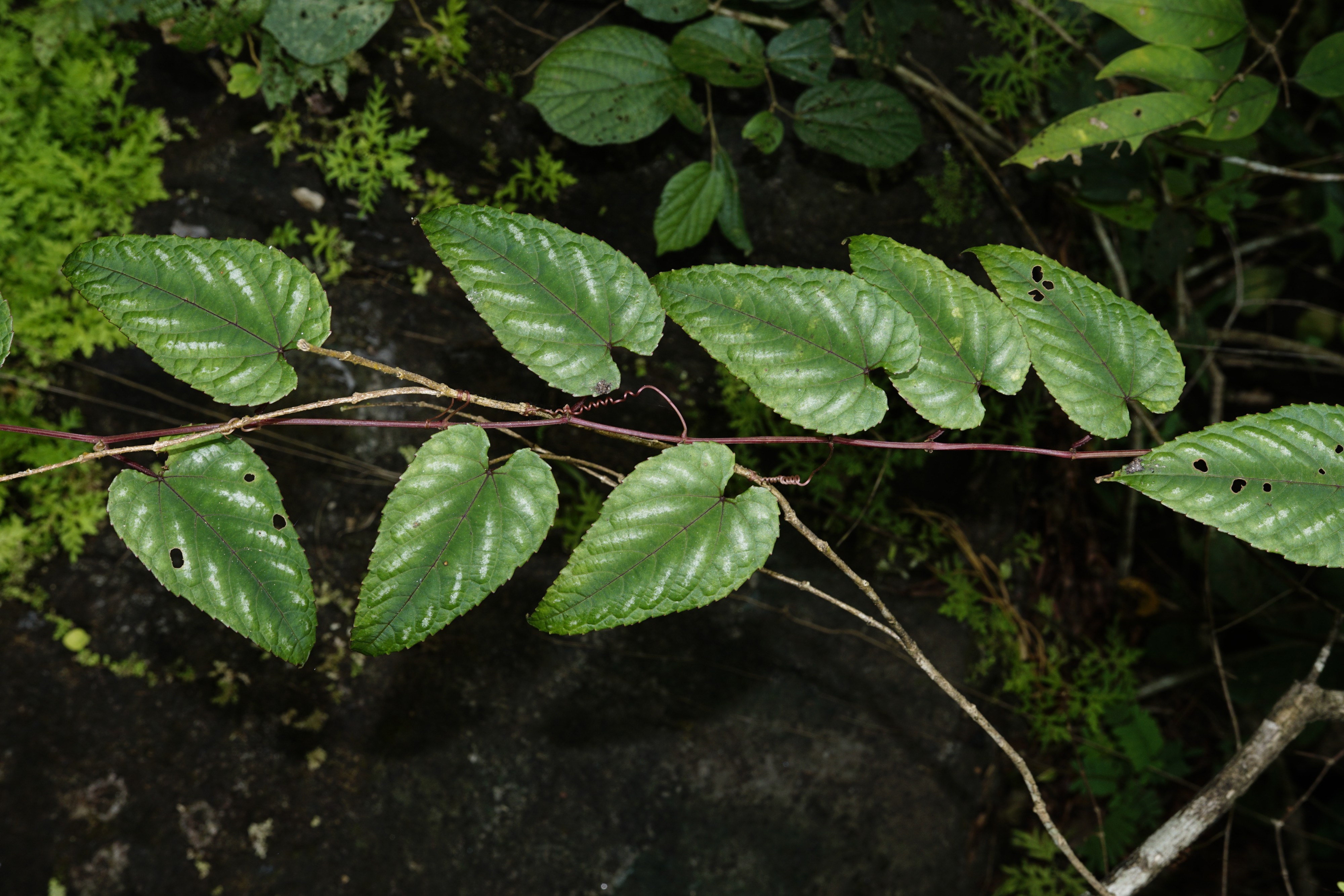 Cissus bicolor 7235