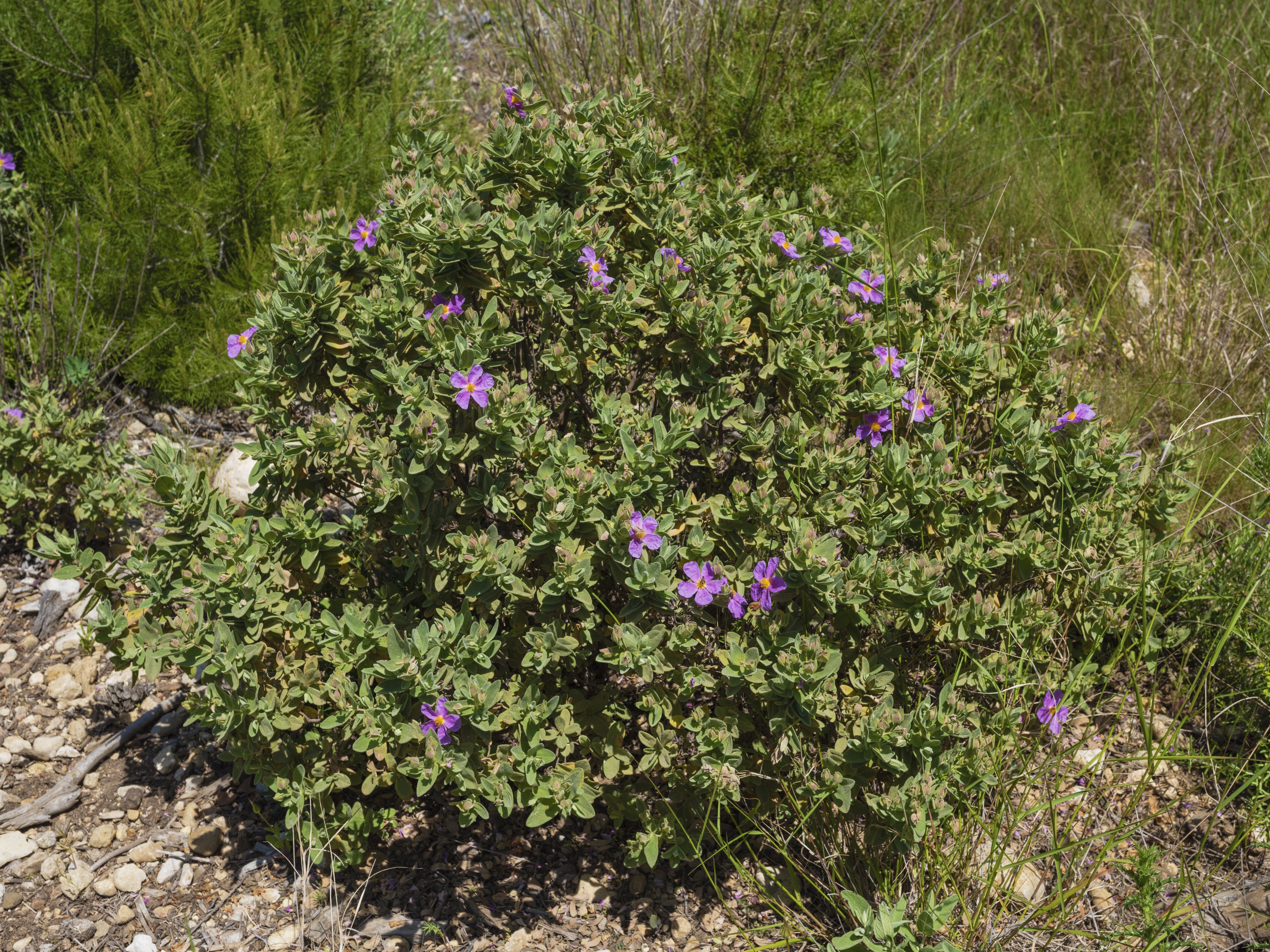 Cistus albidus in Sainte Lucie Island