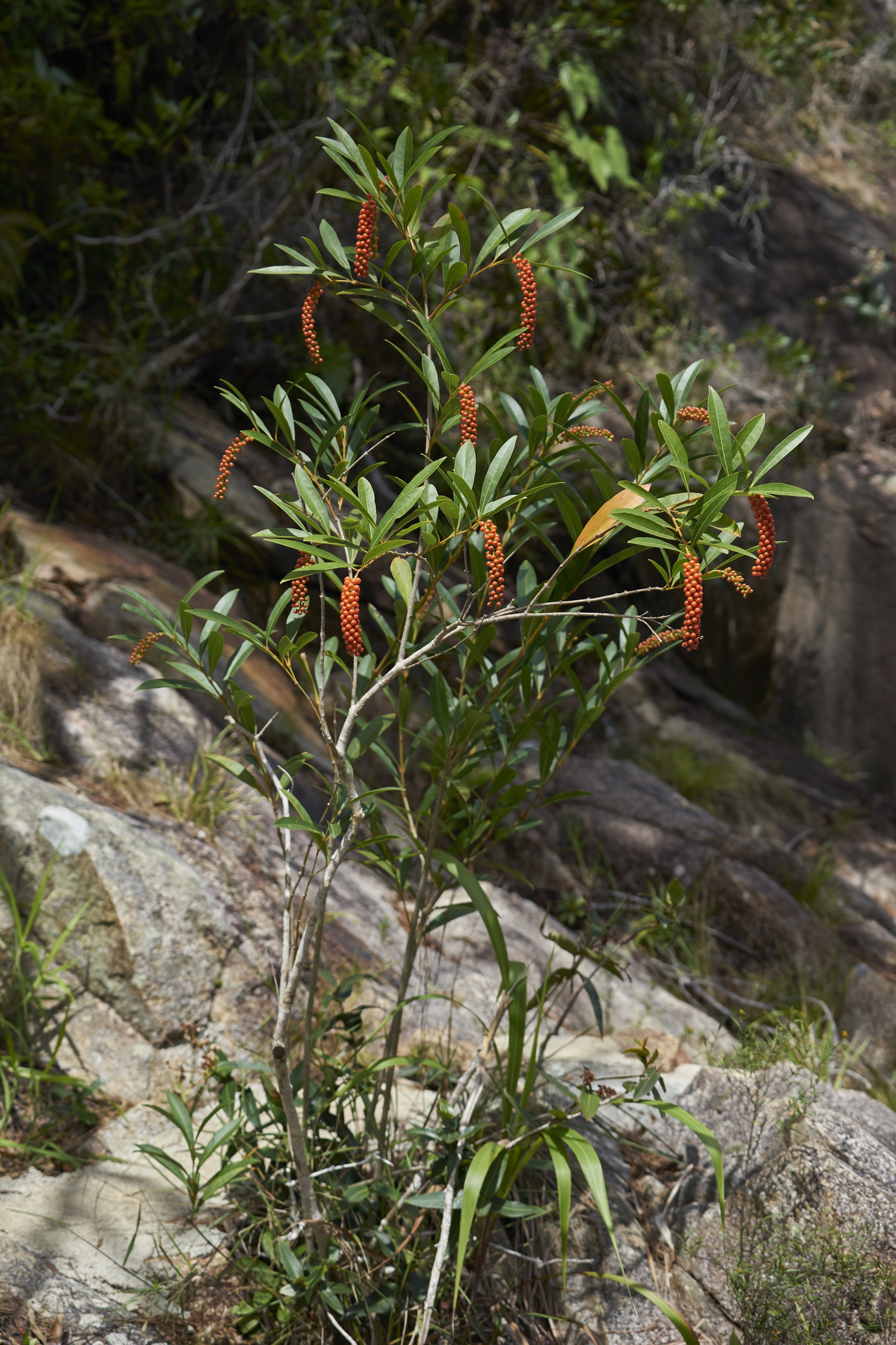 Citharexylum caudatum Big Rock Falls