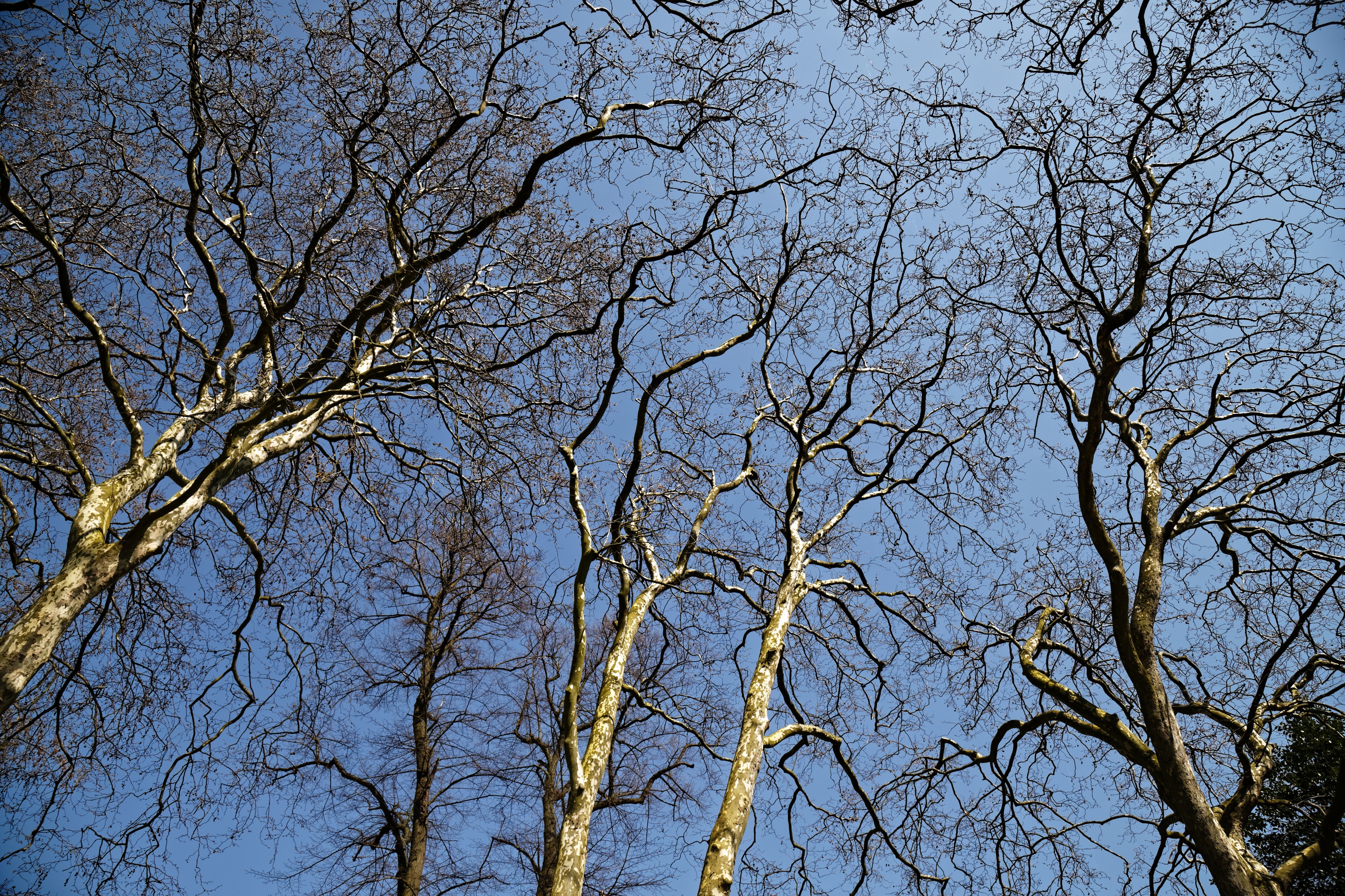 City of London Cemetery and Crematorium - tree spring canopy