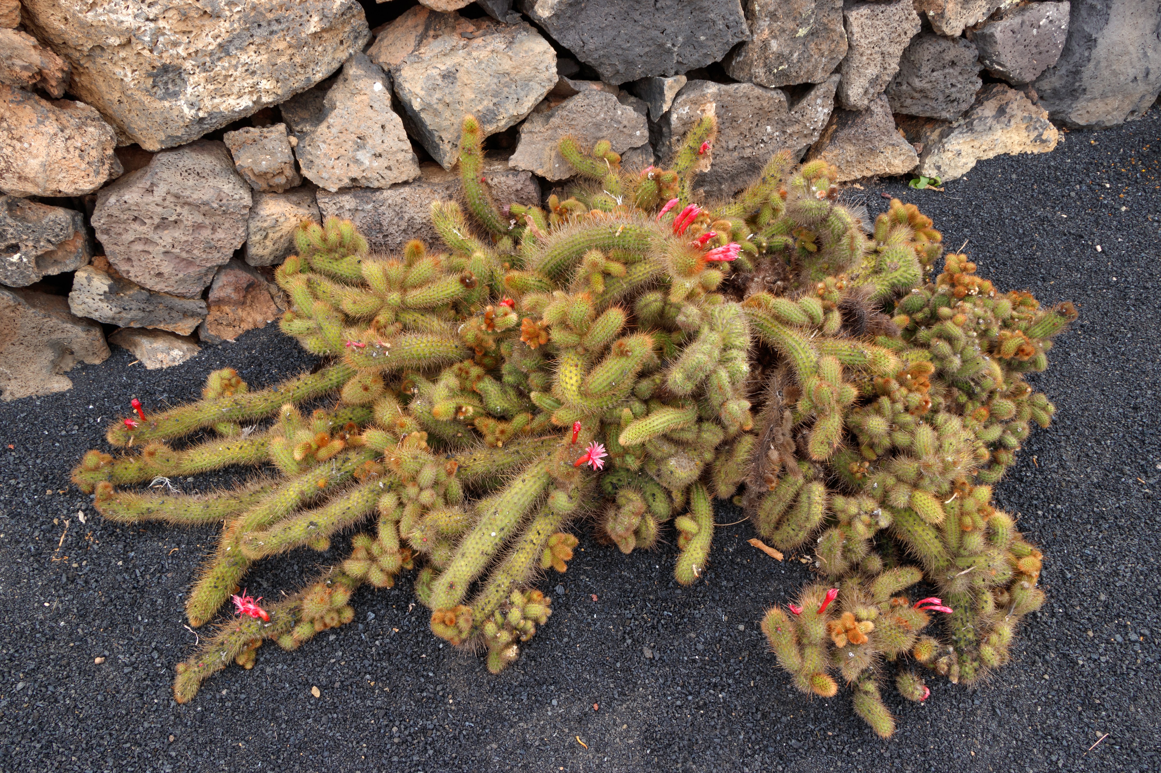 Cleistocactus samaipatanus f. cristata 01