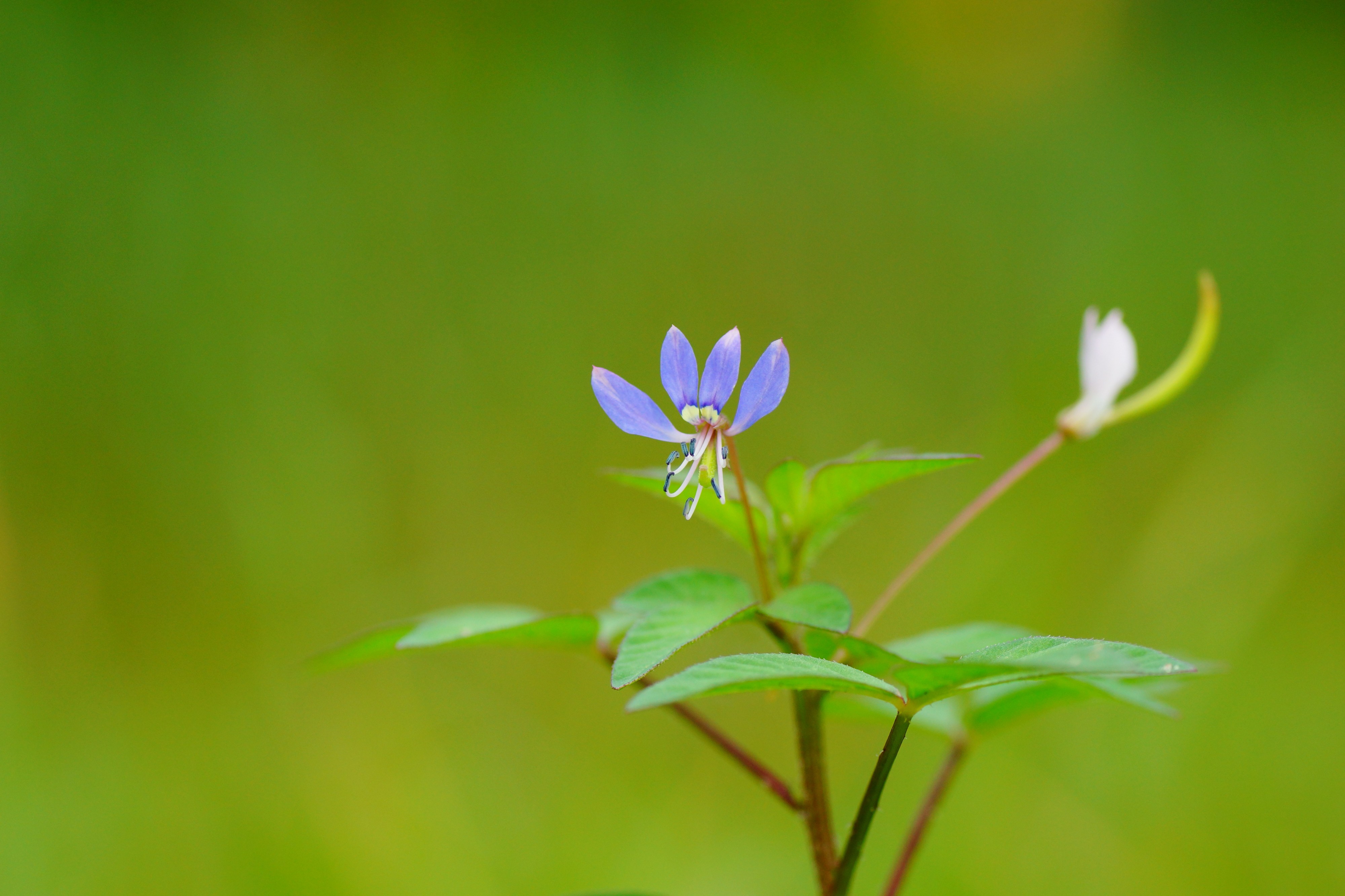 Cleome rutidosperma 05853