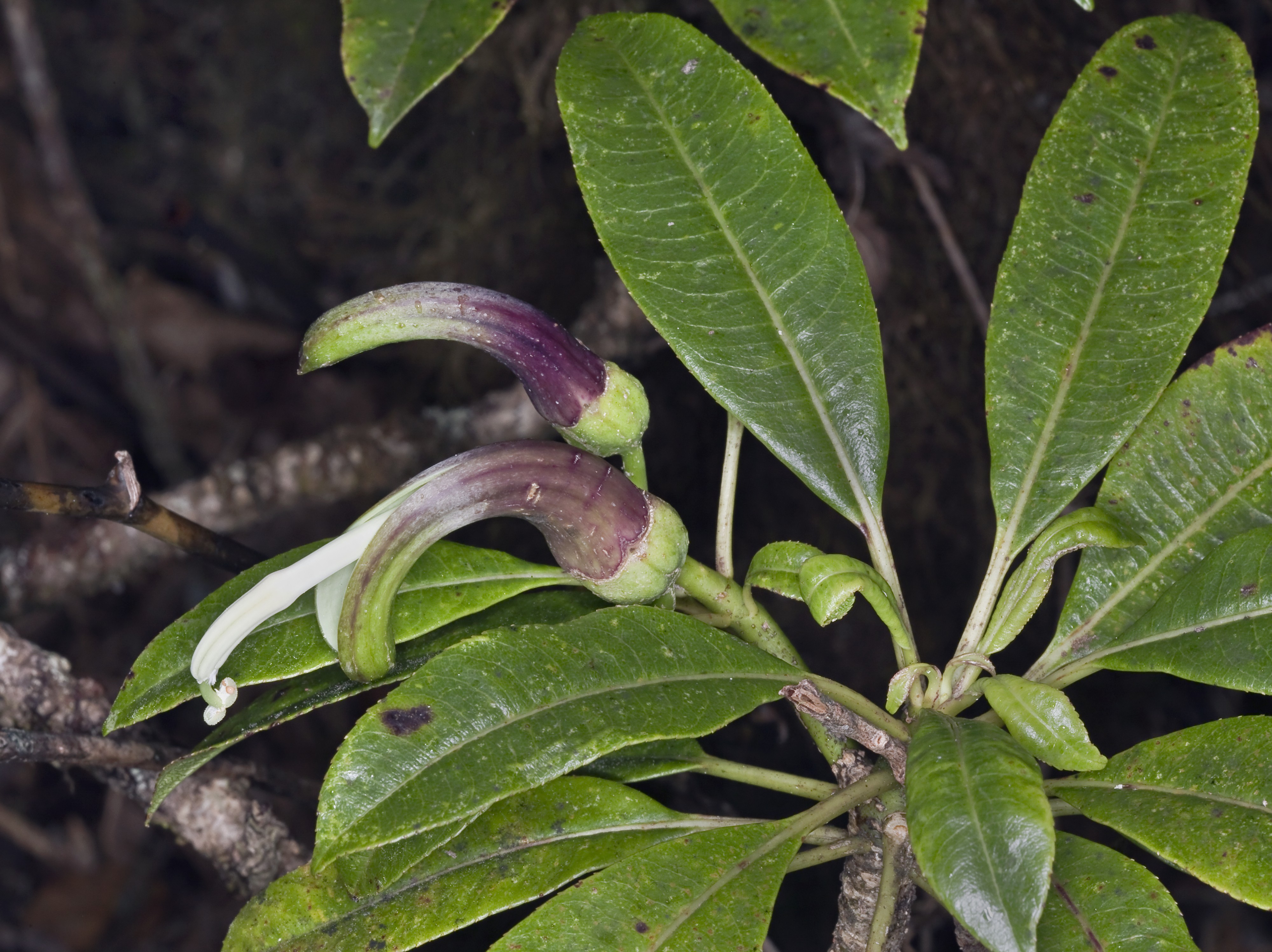 Clermontia fauriei (haha'aiakamanu) (5156353307)