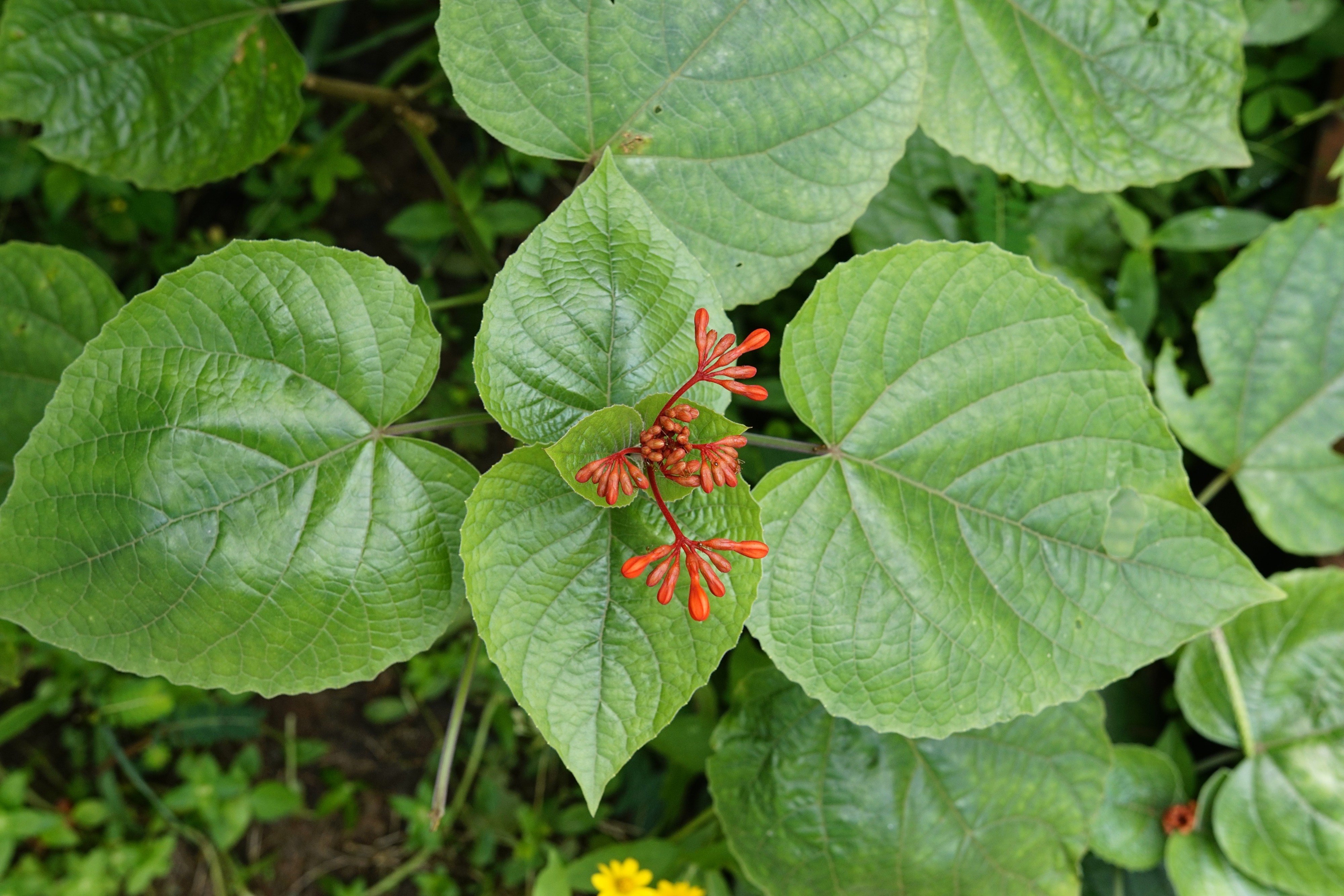 Clerodendrum speciosissimum 3051