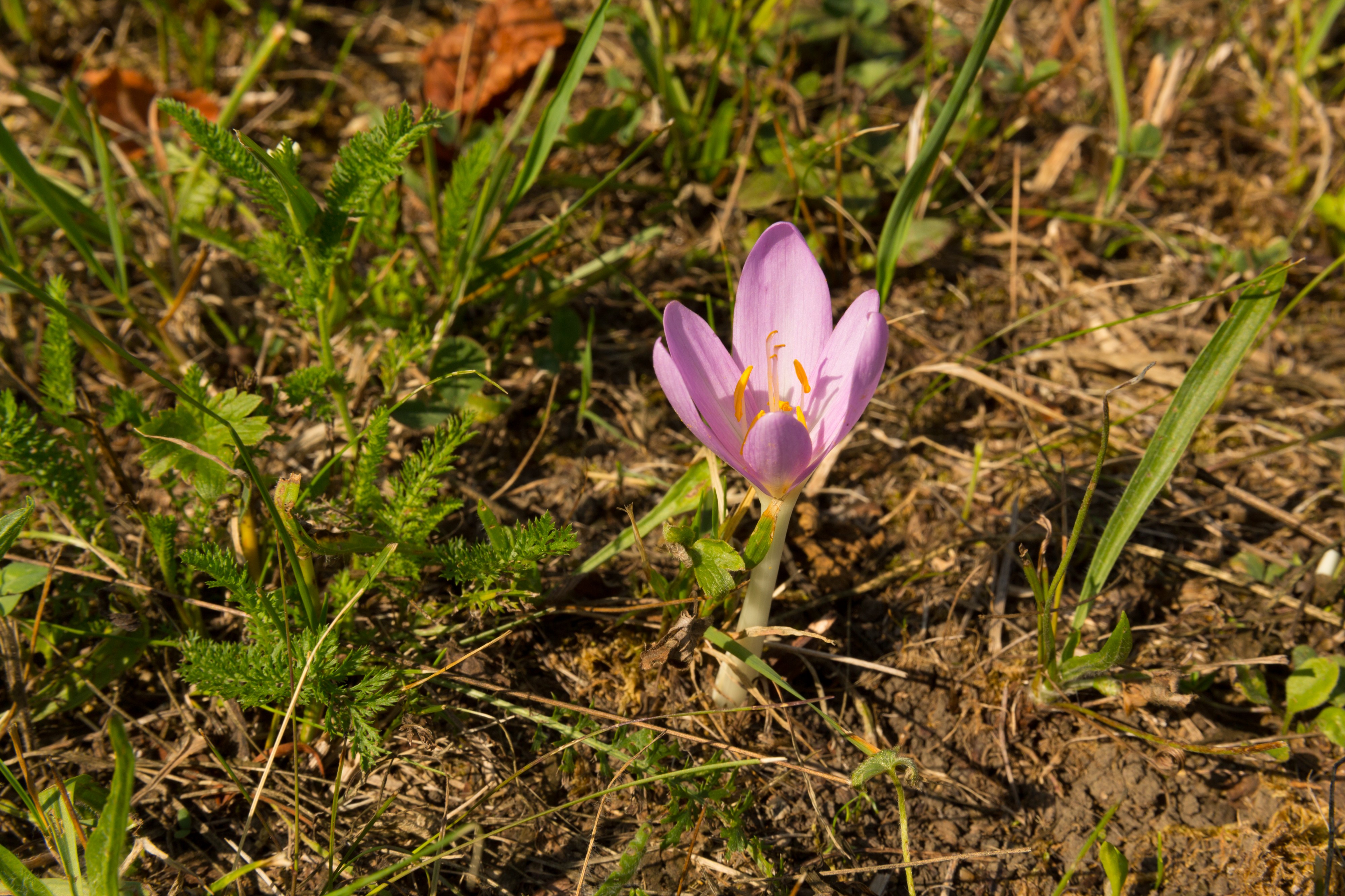 Colchicum autumnale, Detailansicht 2, Pötzleinsdörfer Schlosspark, 29.08.2018-2