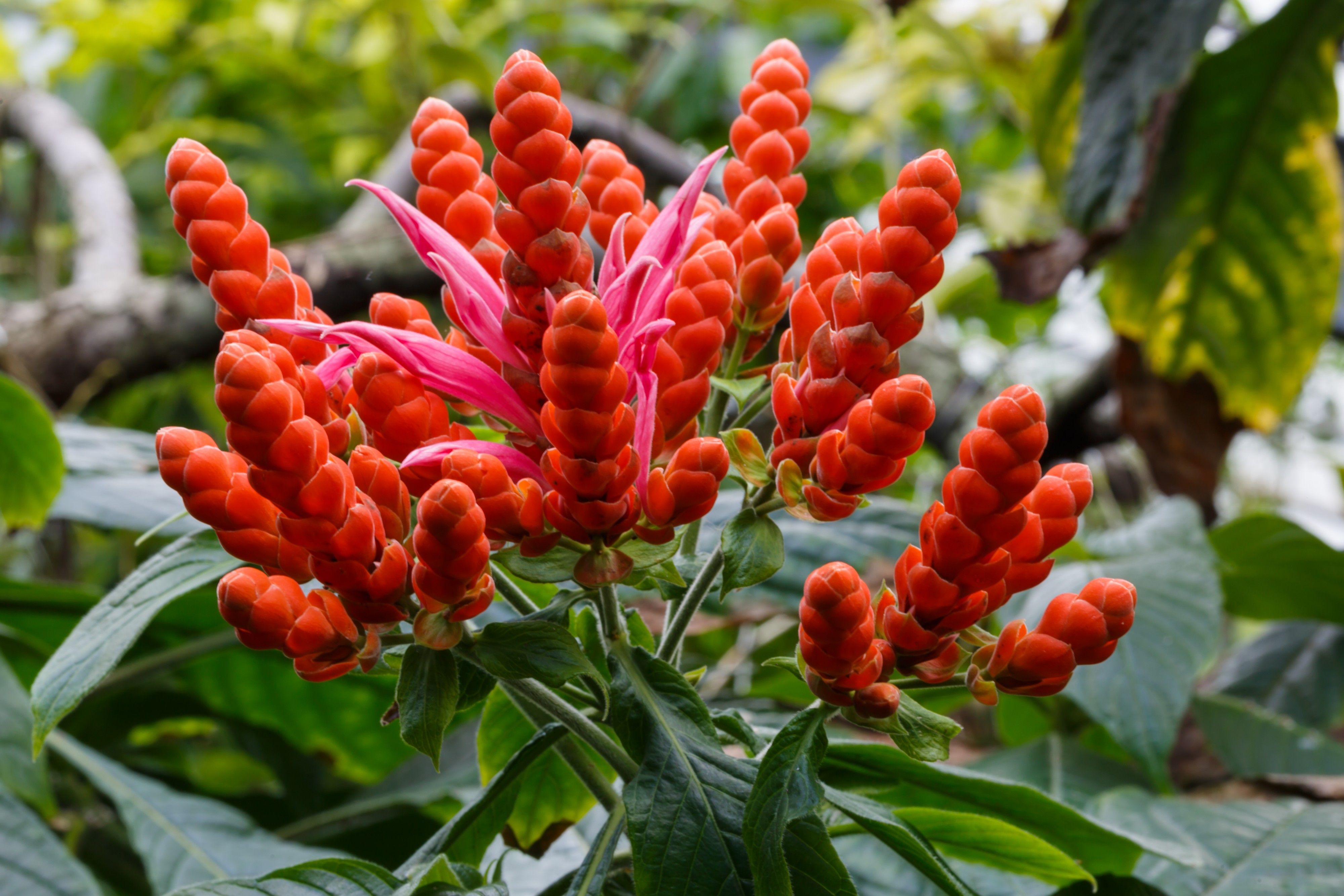 Cologne Germany Flora-Köln-Aphelandra-sinclaireana-01