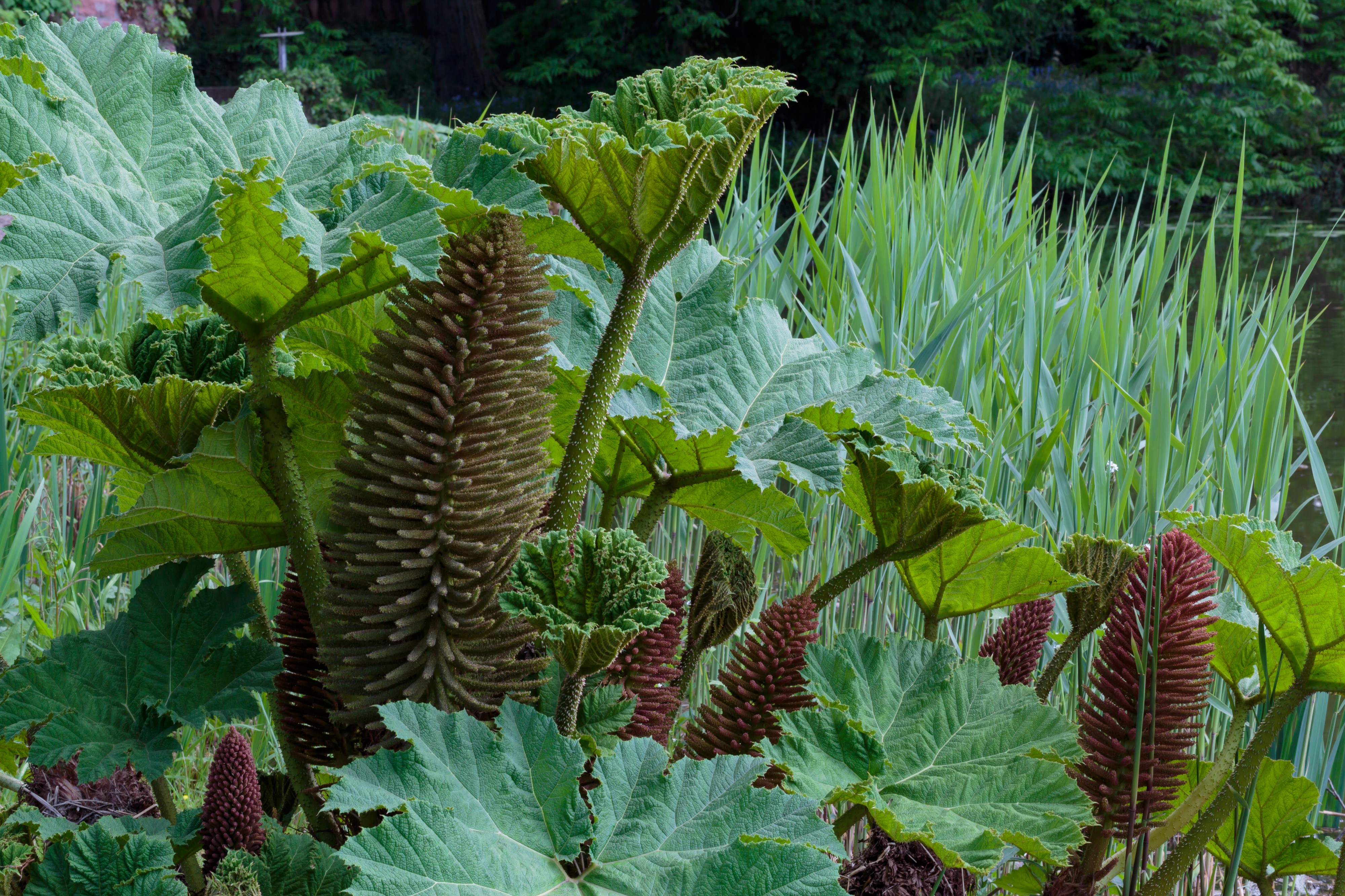 Cologne Germany Flora-Köln-Gunnera-manicata-02