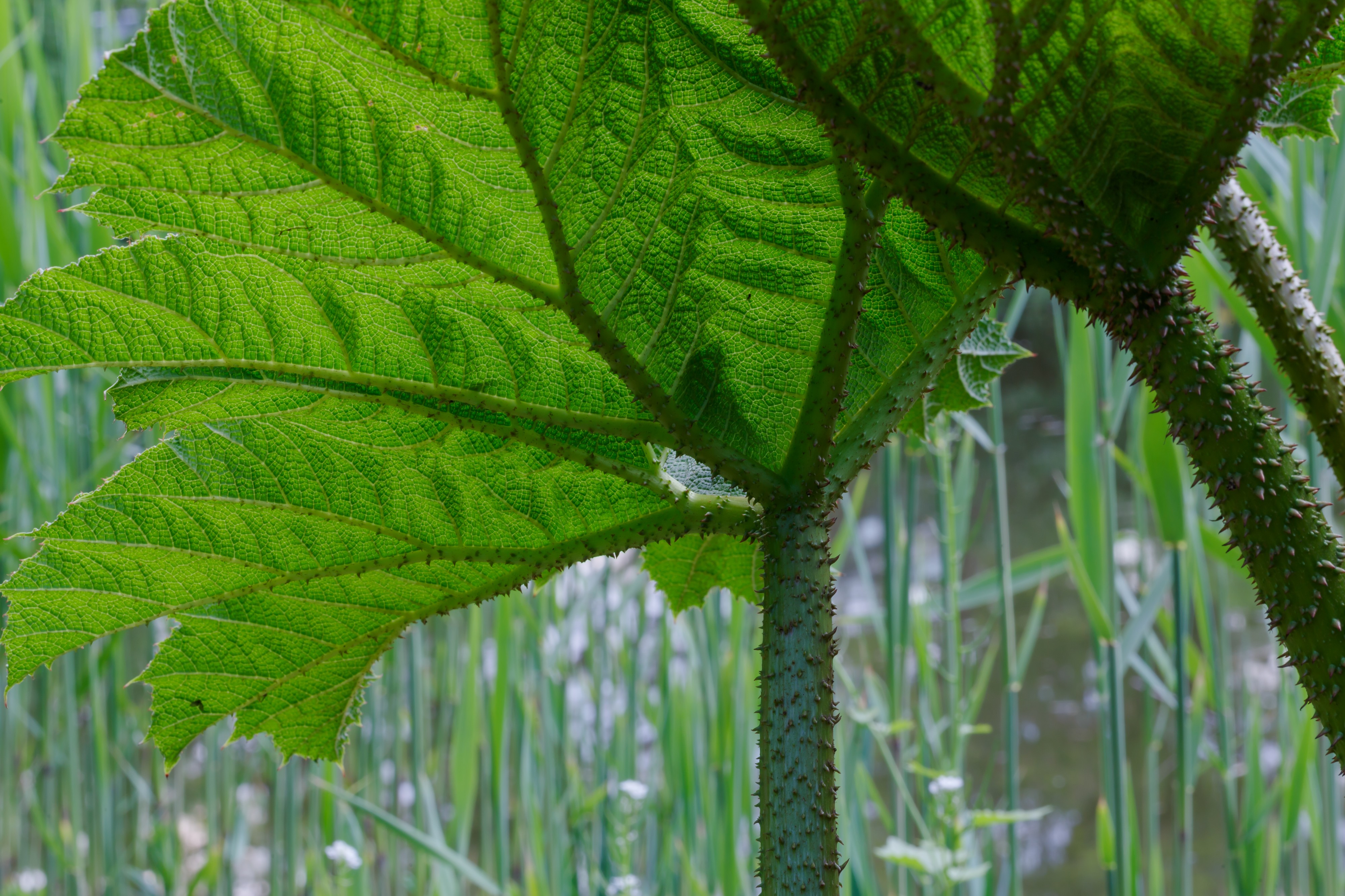 Cologne Germany Flora-Köln-Gunnera-manicata-04