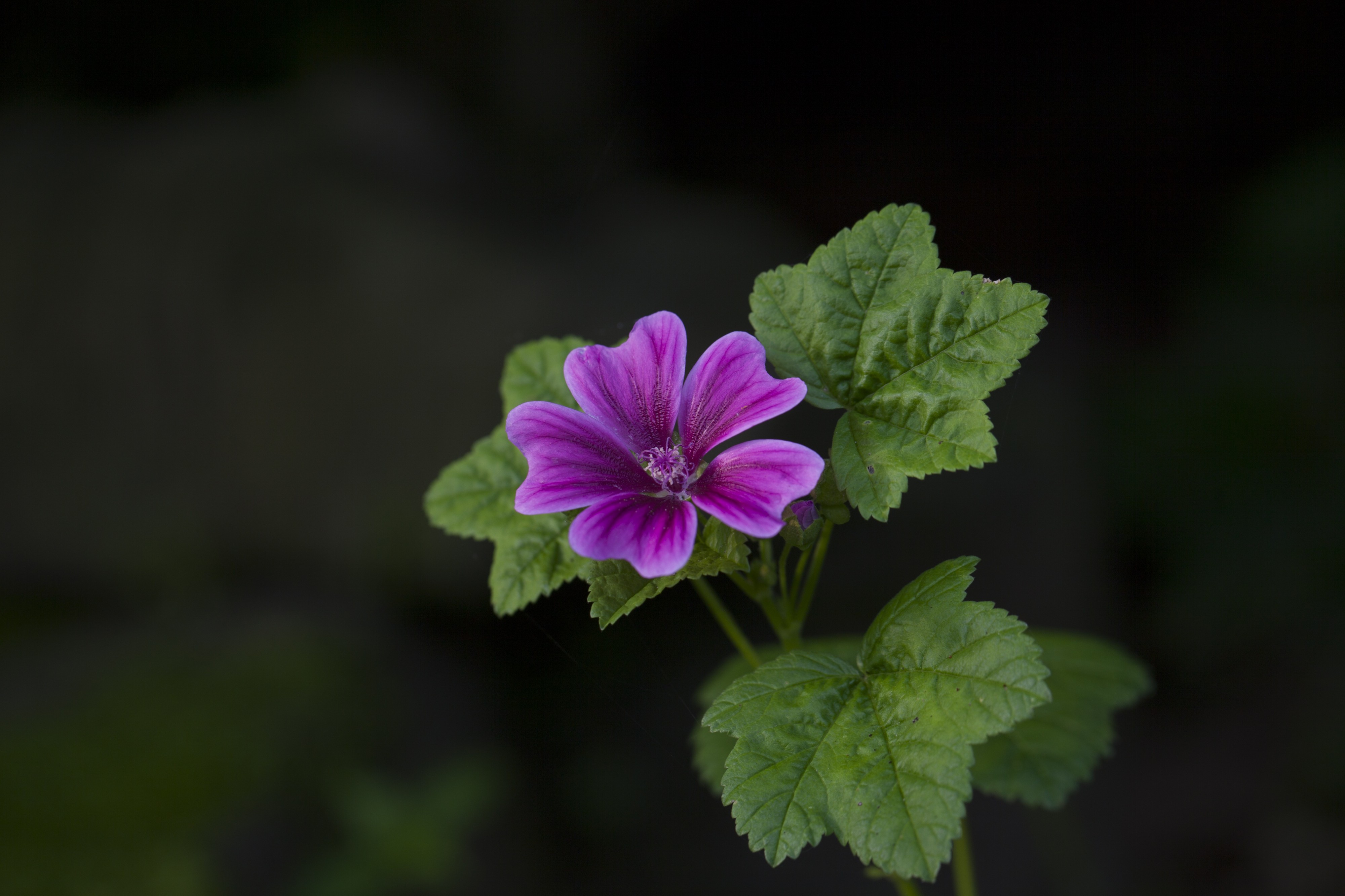 Common mallow