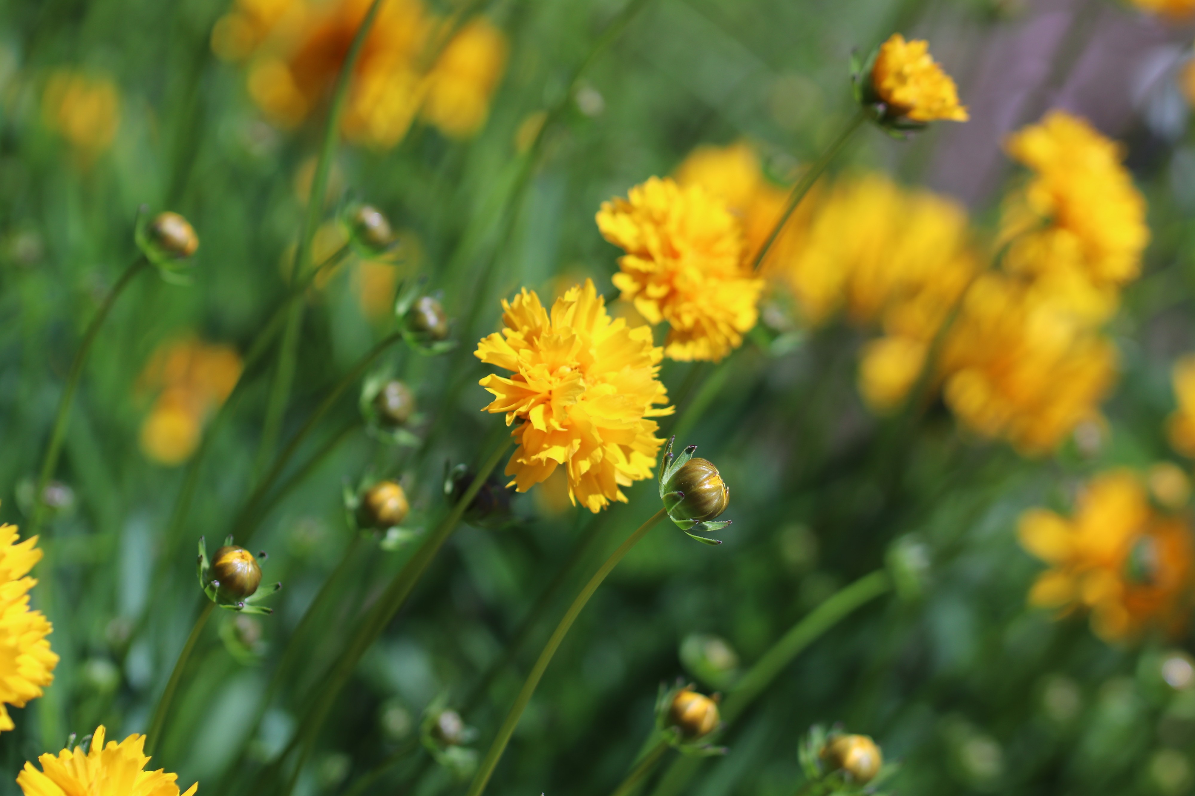 Coreopsis grandiflora IMG 3227
