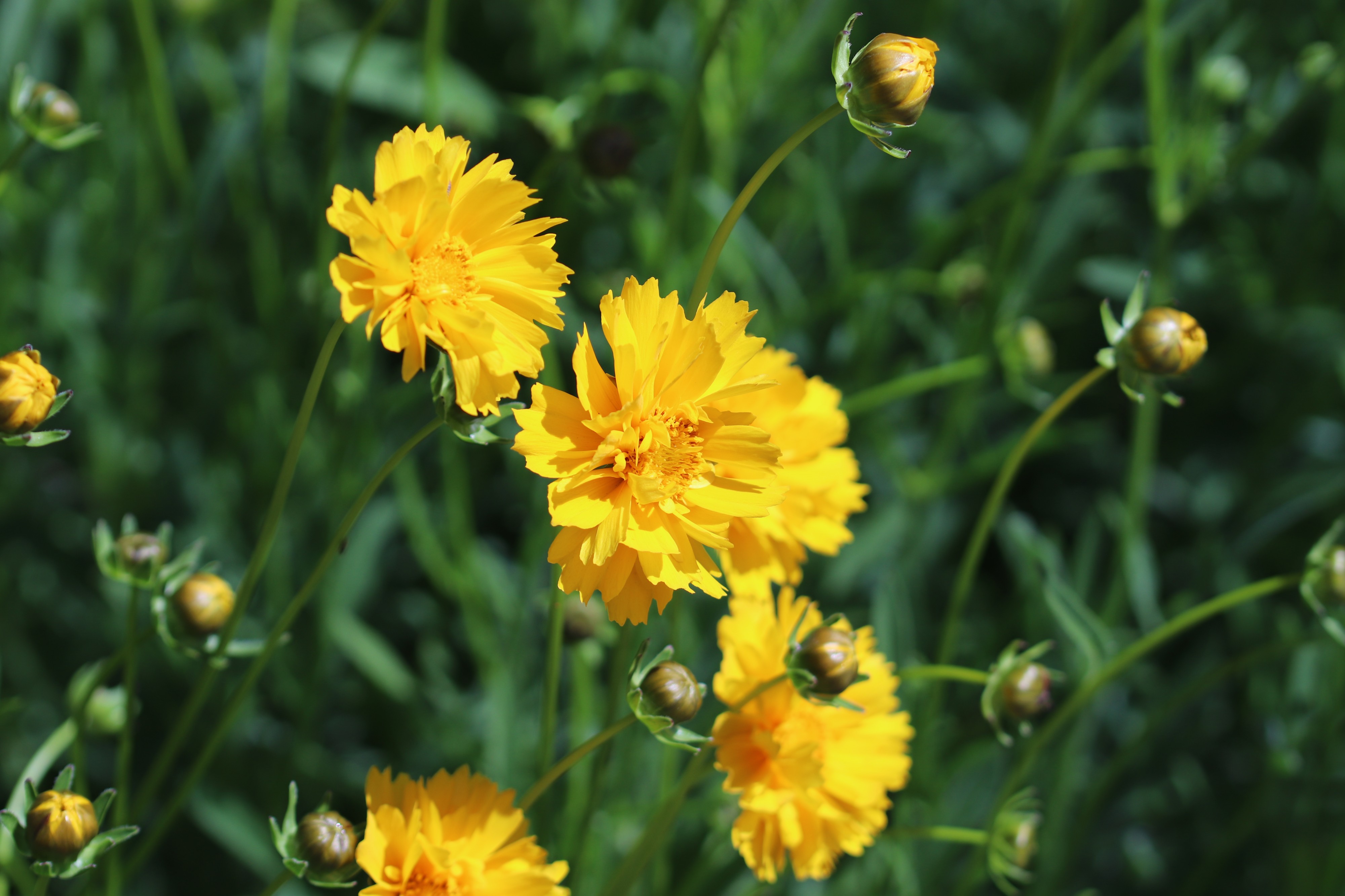 Coreopsis grandiflora IMG 3229