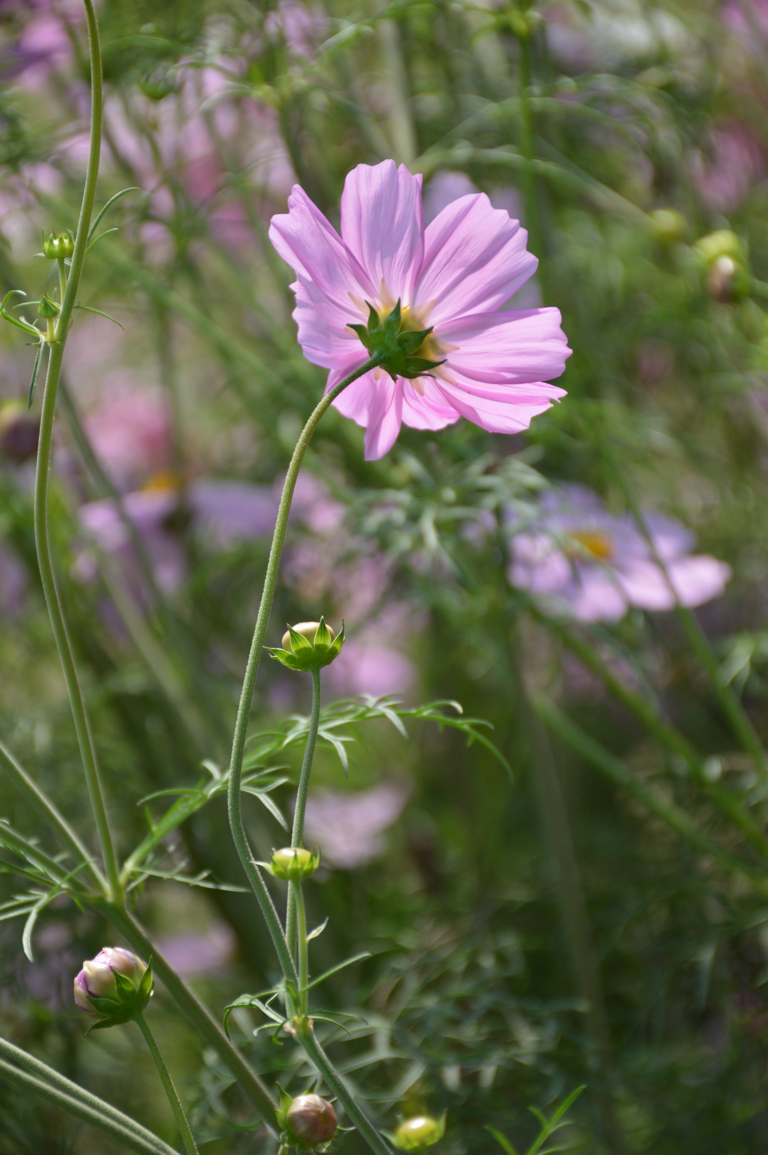 Cosmos bipinnatus - Kalyani - Nadia 2017-02-05 5187