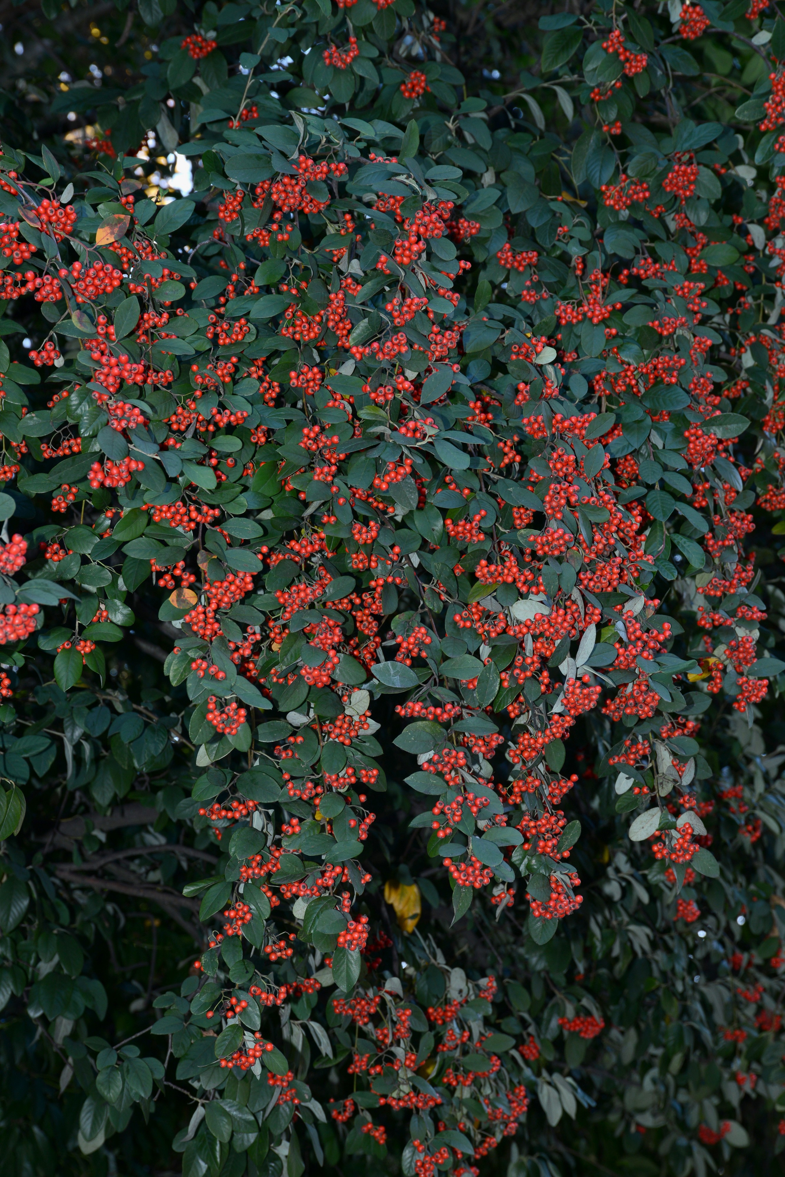 Cotoneaster December 2014-1