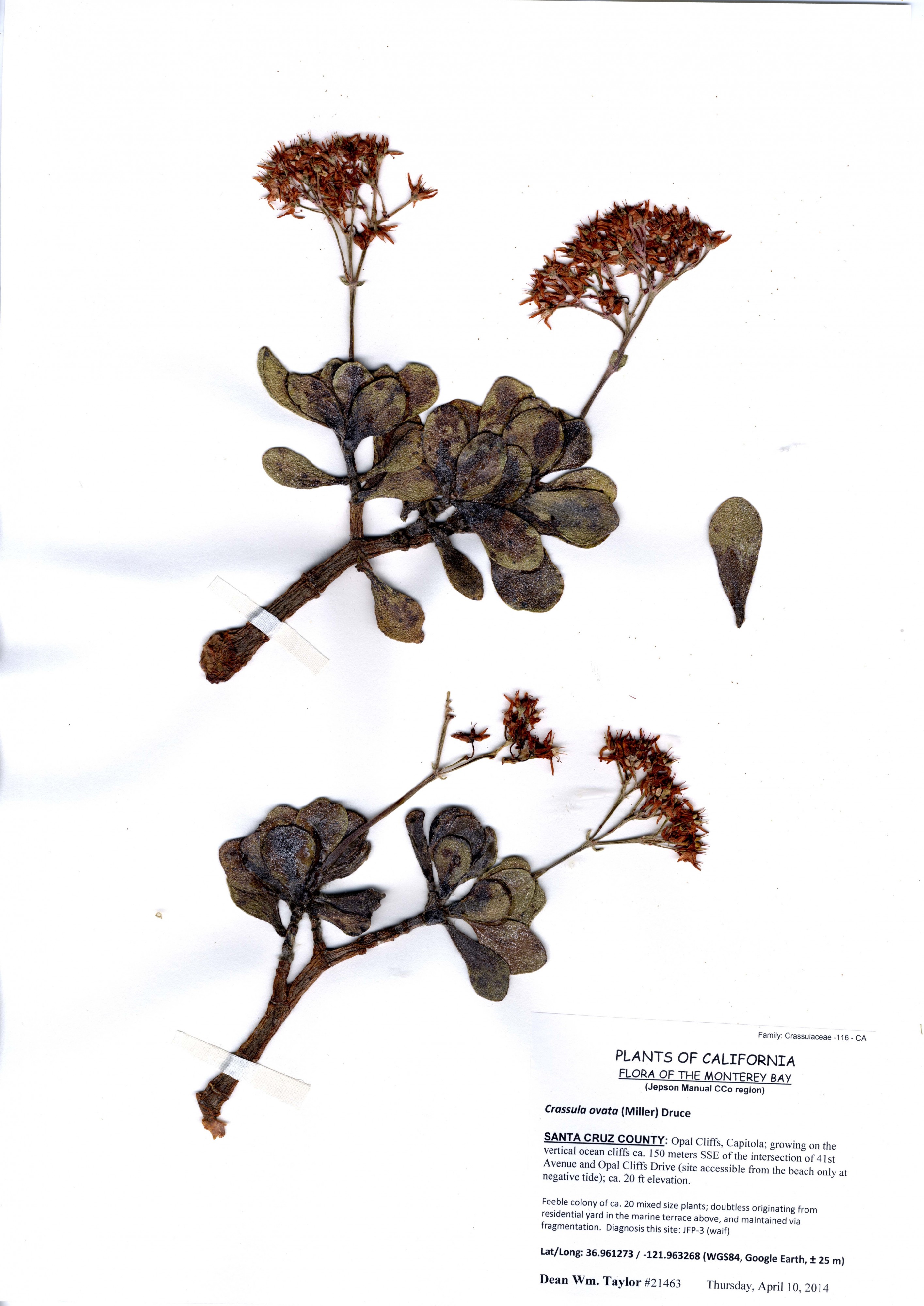 Crassula ovata -21463 (14090877885)