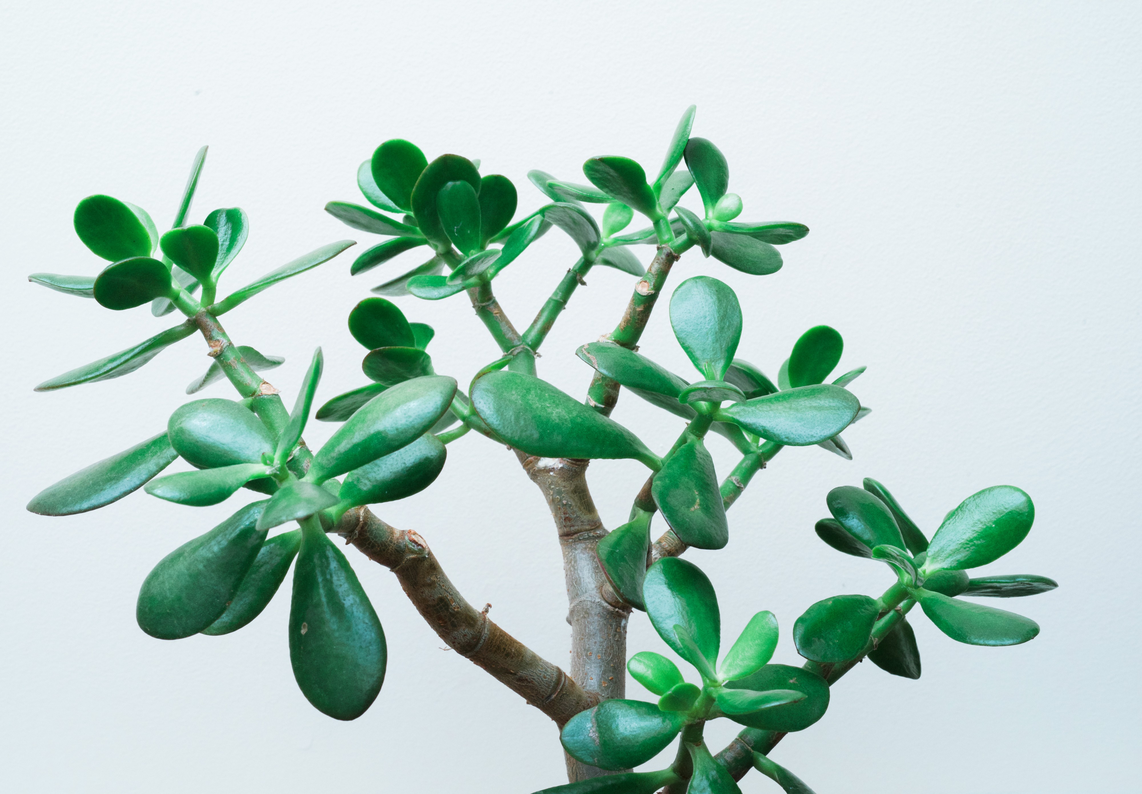 Crassula ovata I