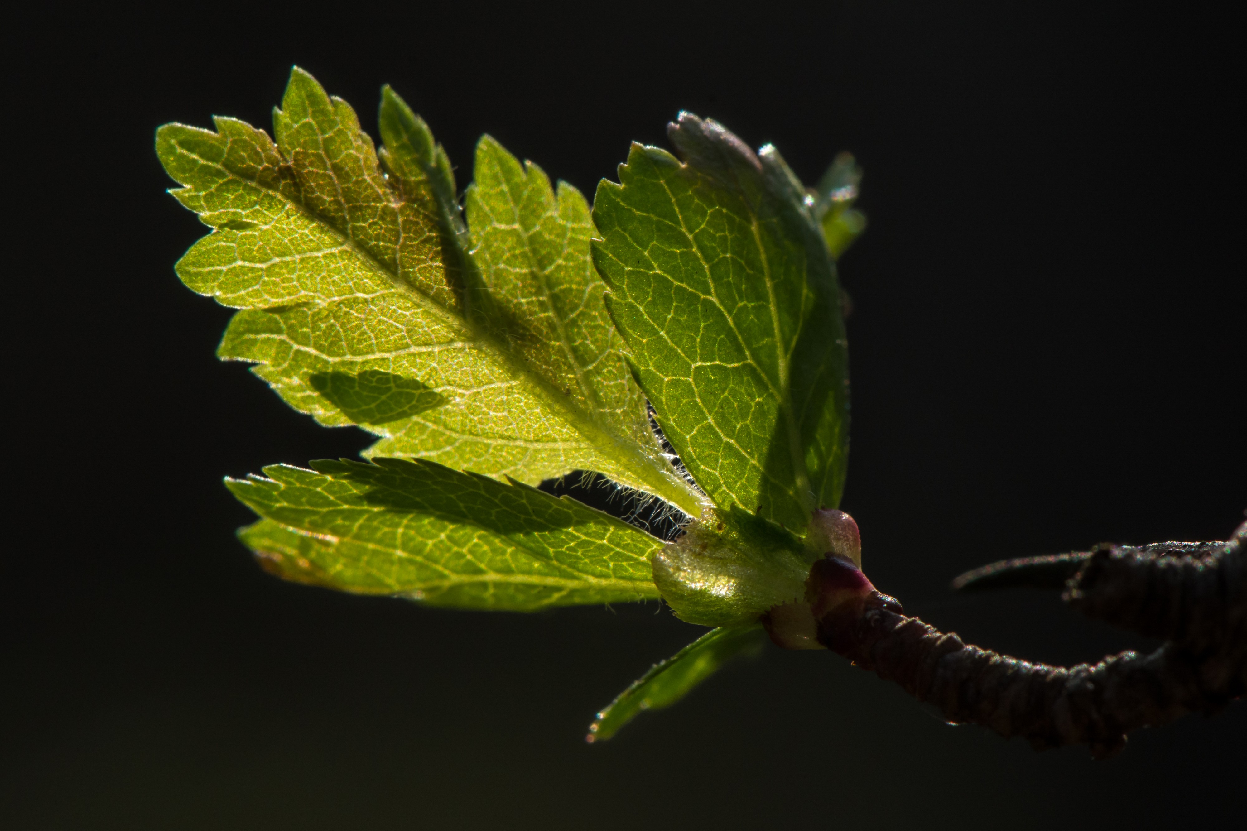 Crataegus junges Blatt