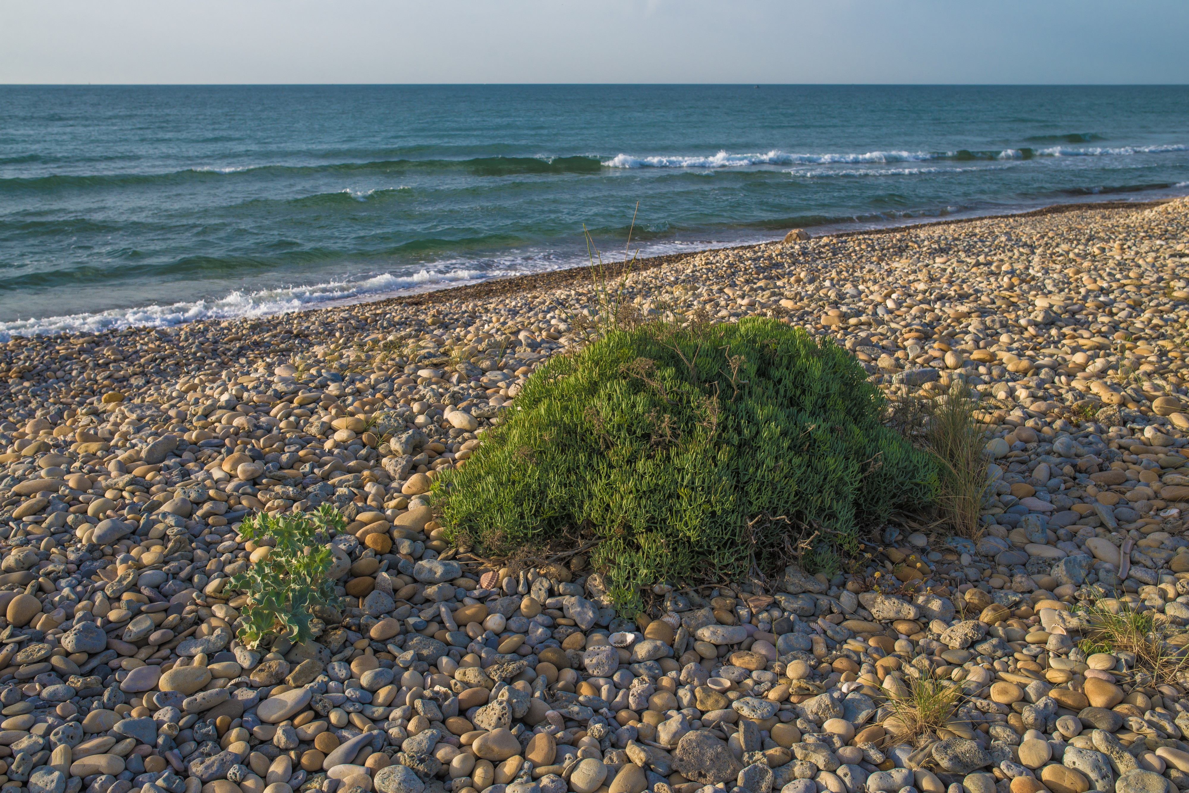 Crithmum maritimum, Vic-la-Gardiole