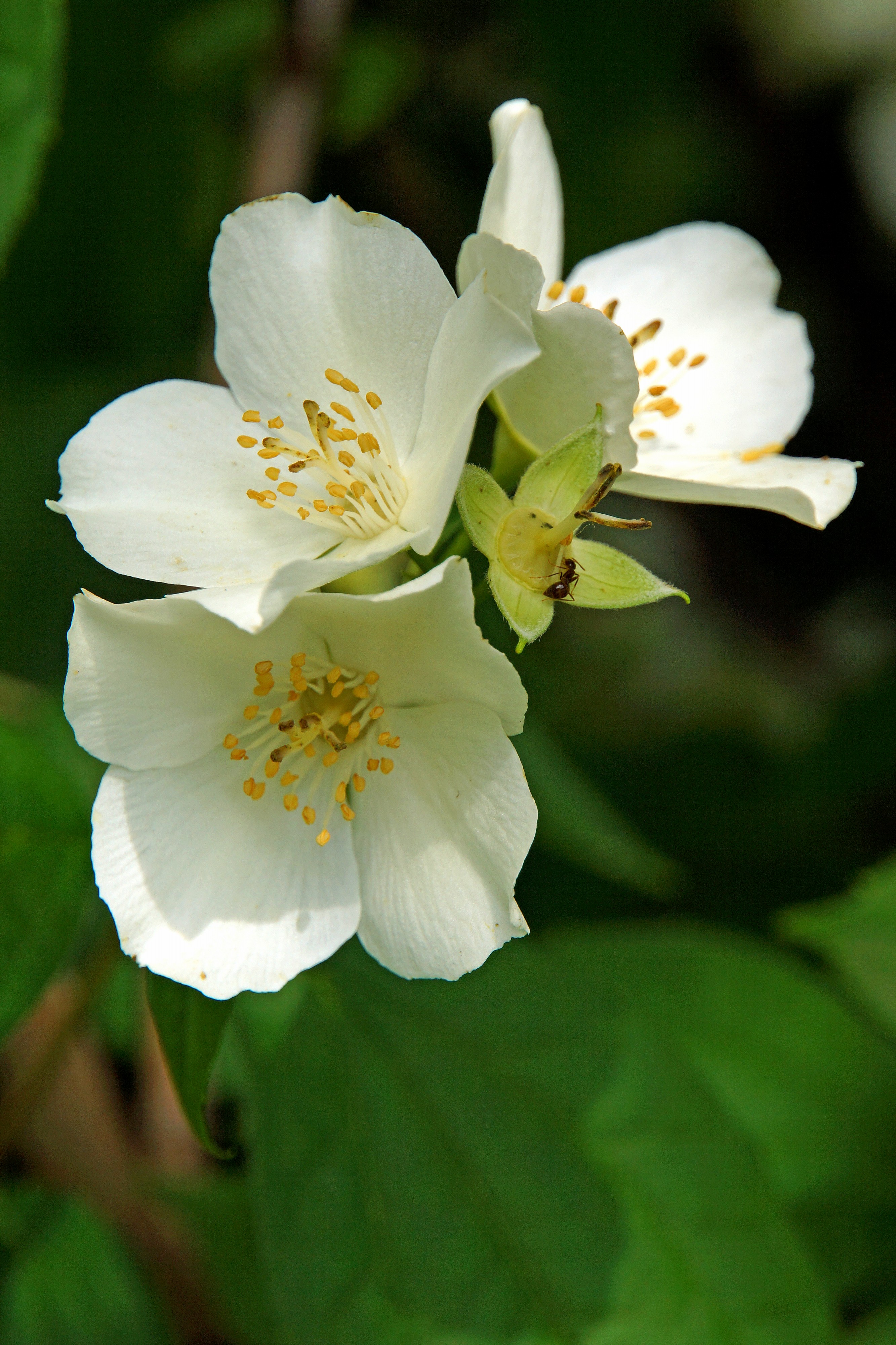 Croatia-00763 - A .............flower (9410342488)