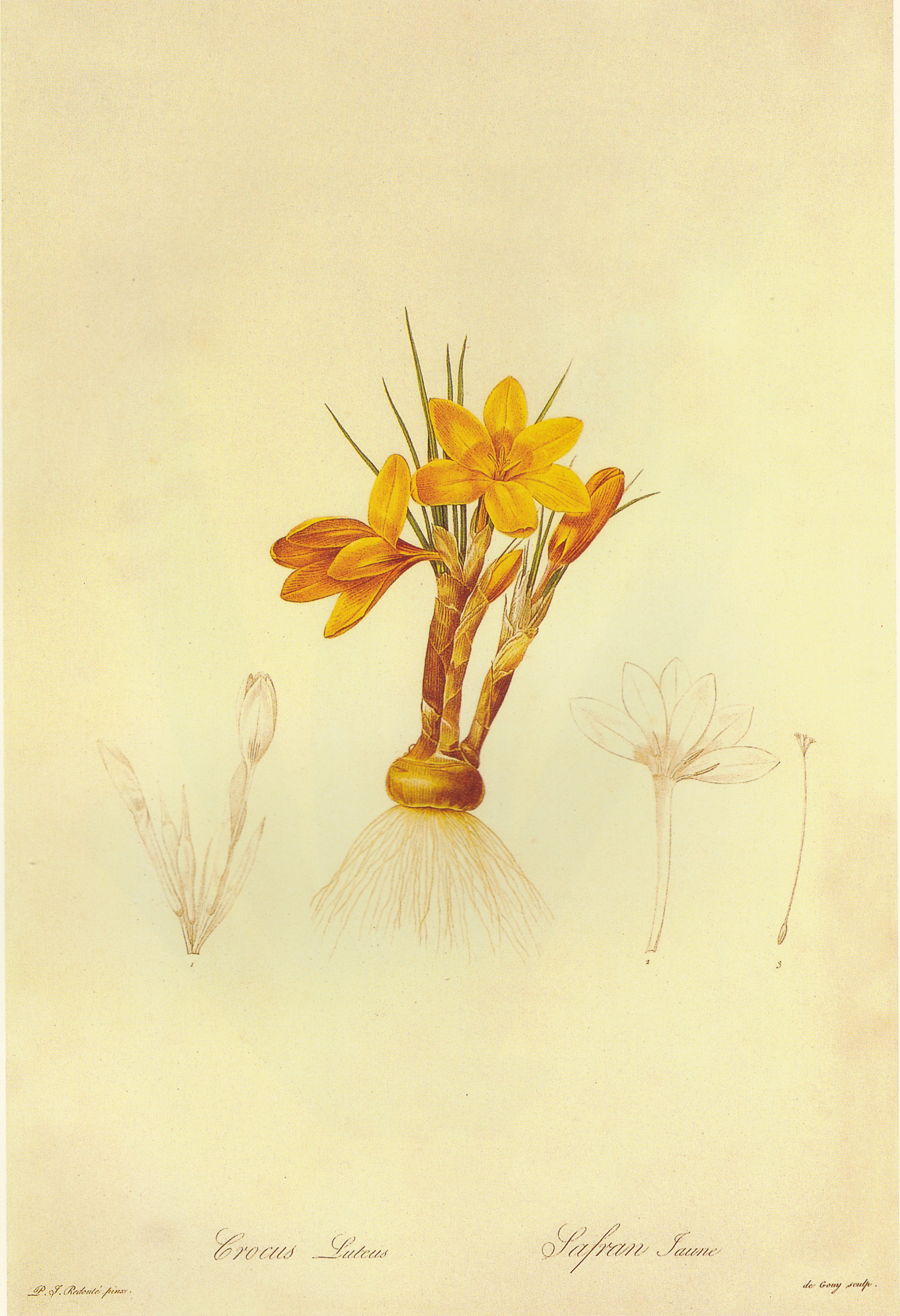 Crocus flavus in Les liliacees