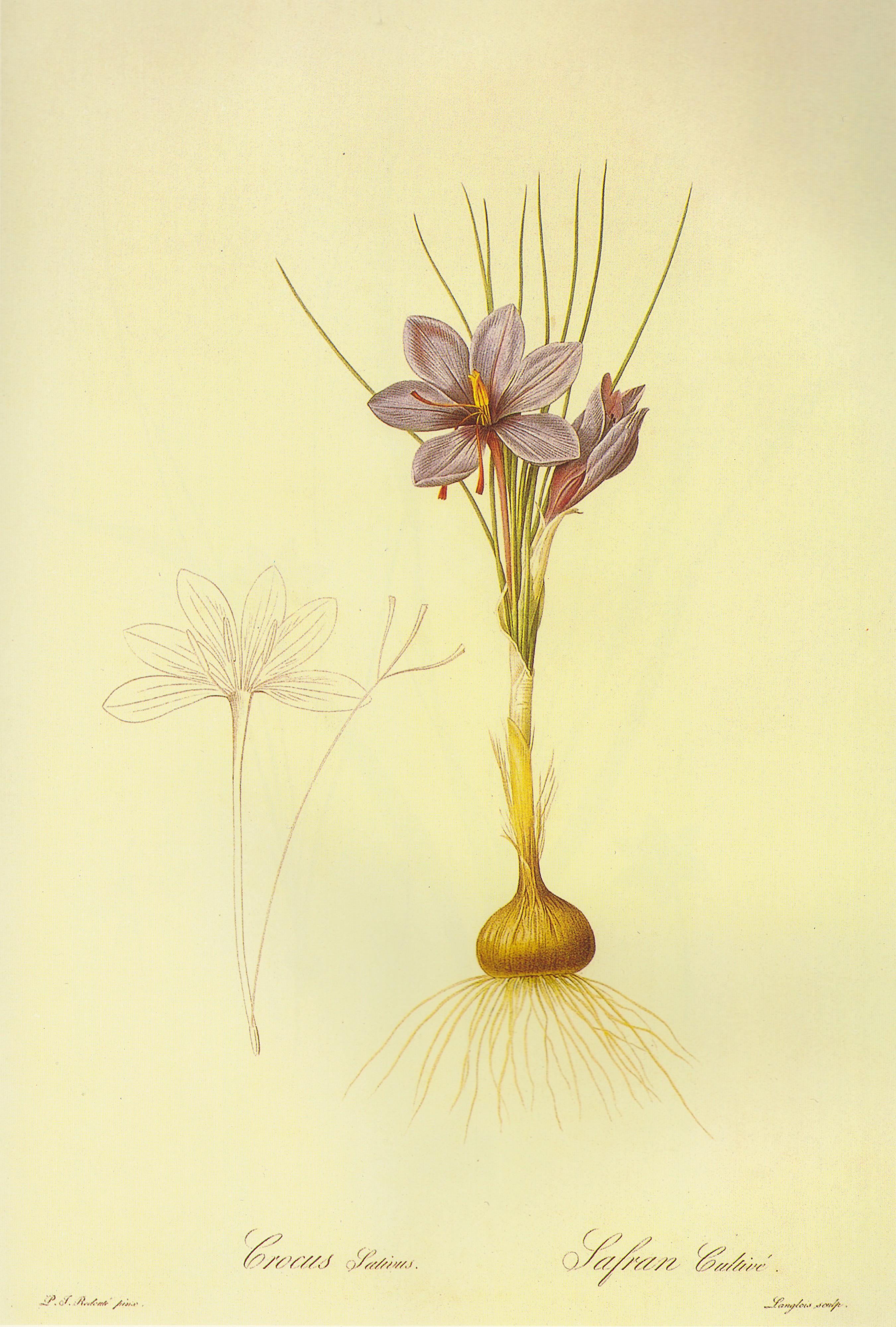 Crocus sativus in Les liliacees