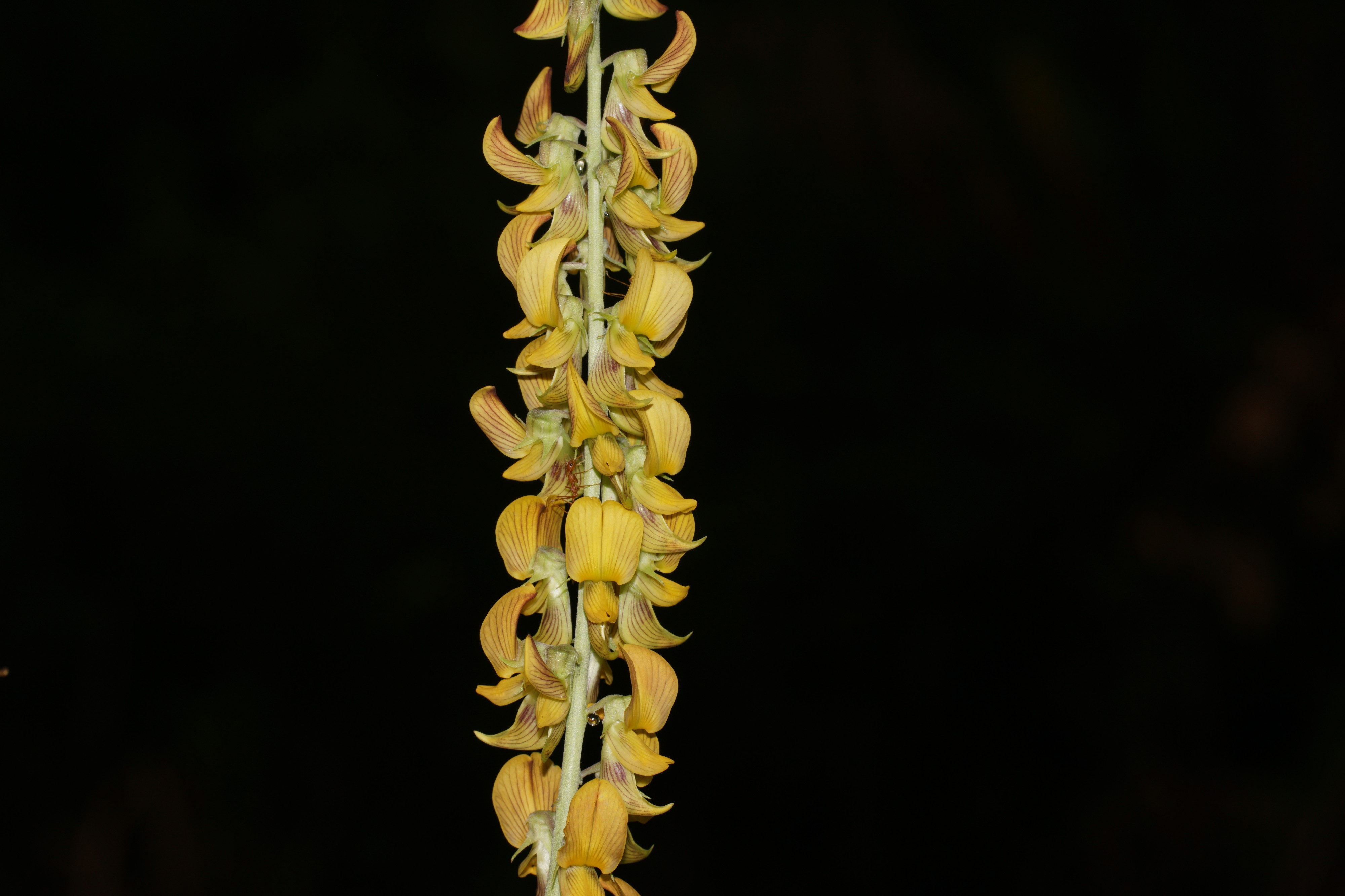 Crotalaria striata 07339