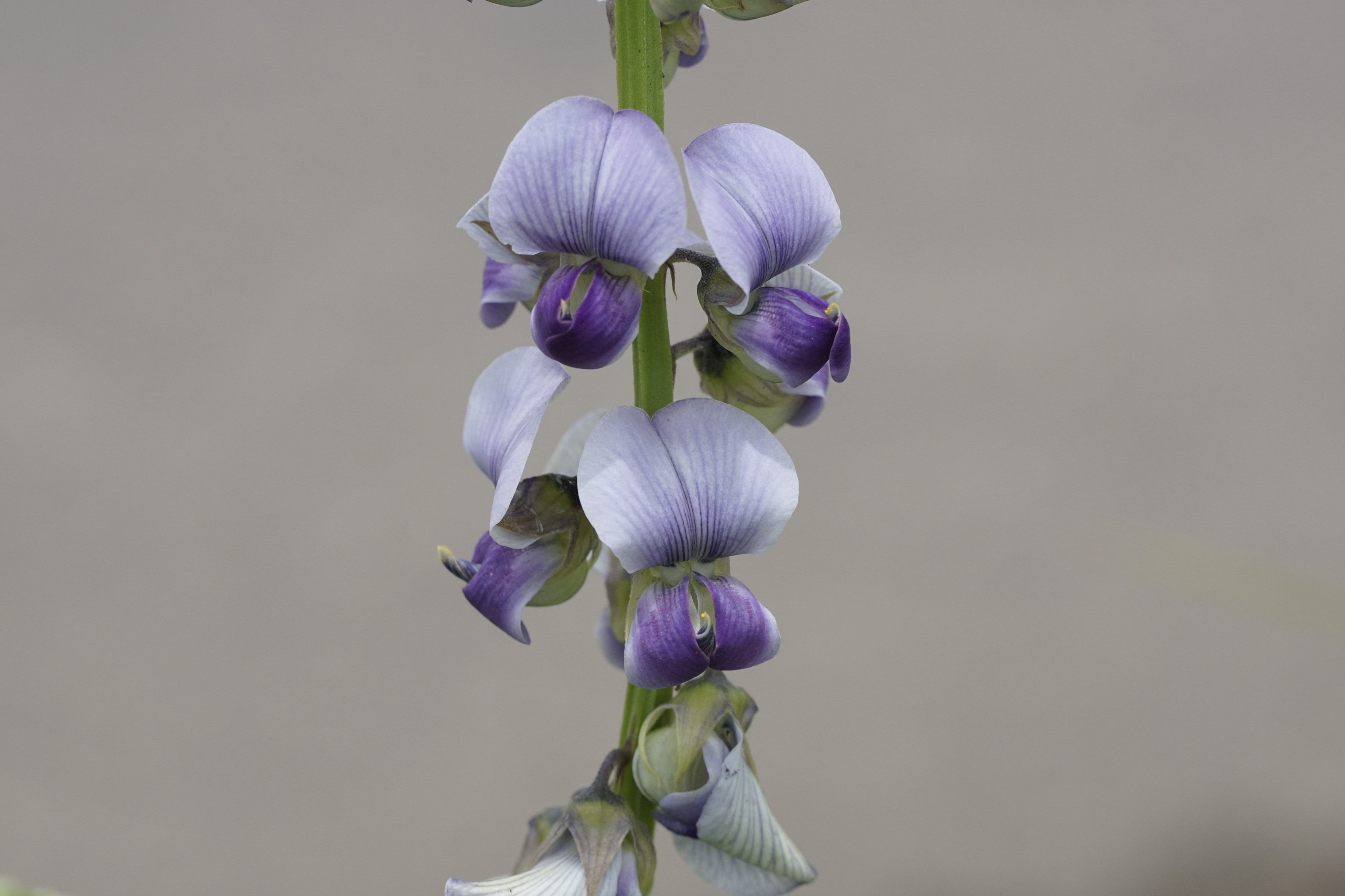Crotalaria verrucosa 5381