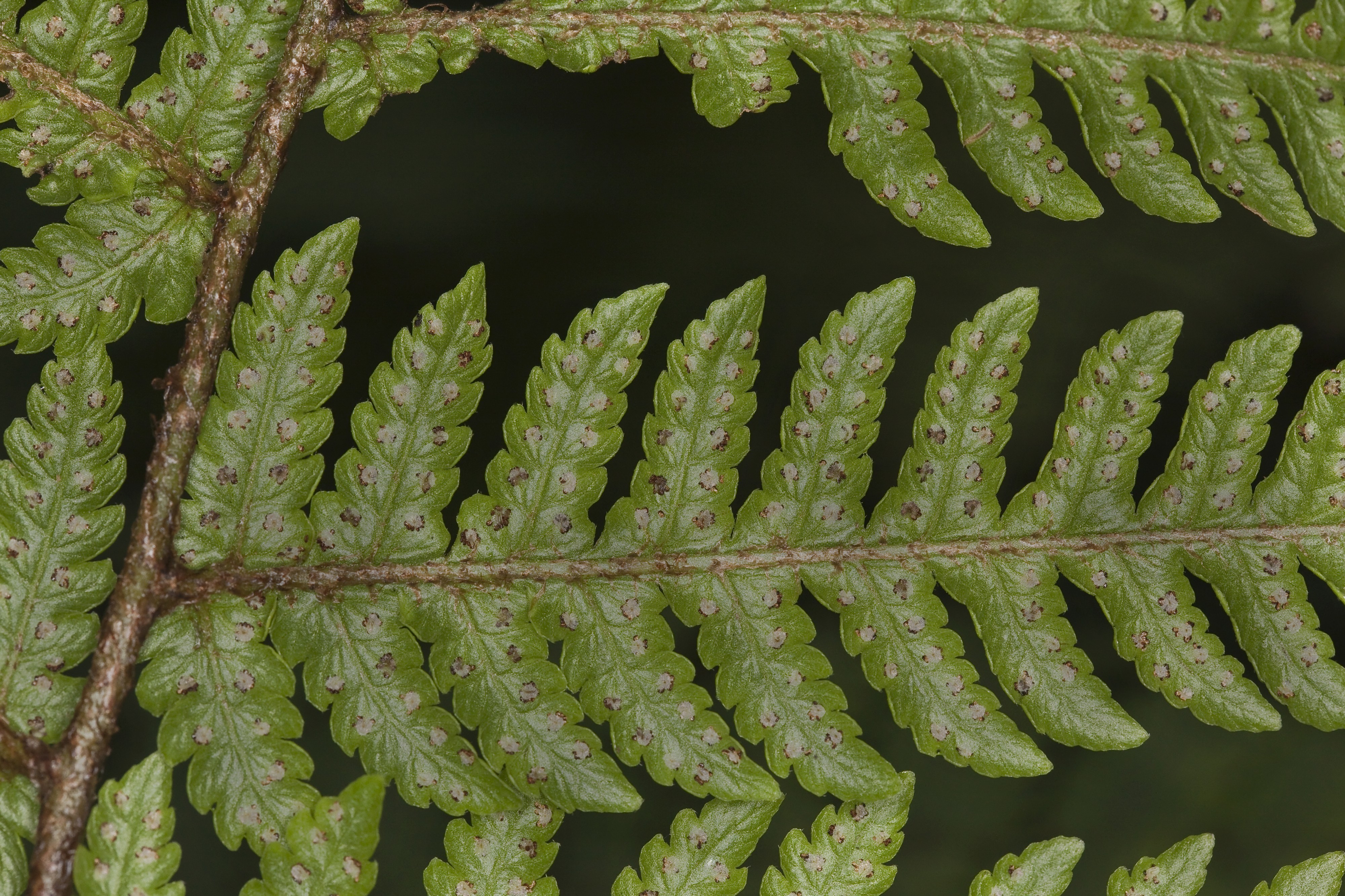 Ctenitis latifrons (lacefern) (5106538668)