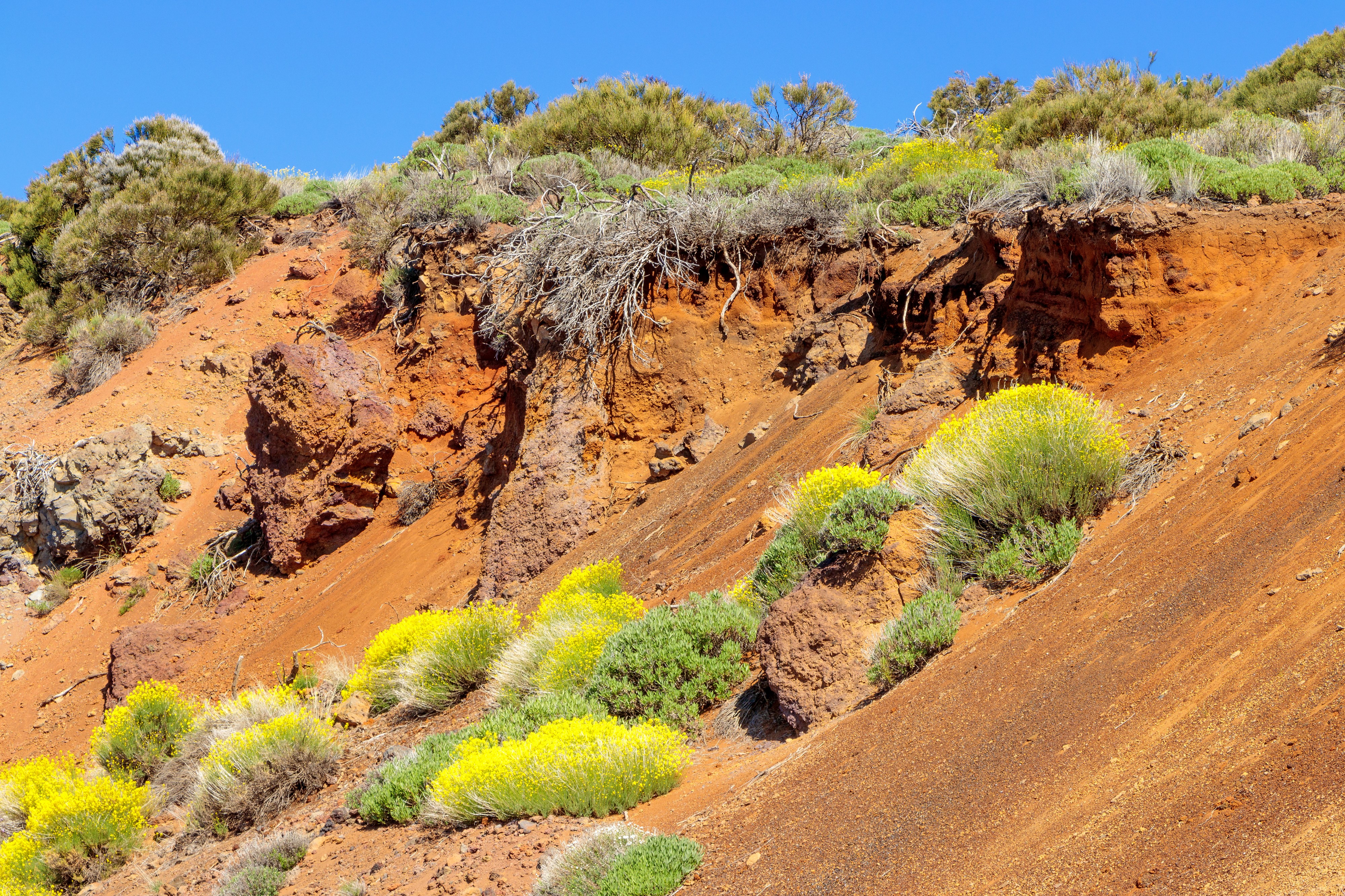 Cumbre dorsal - Tenerife 01