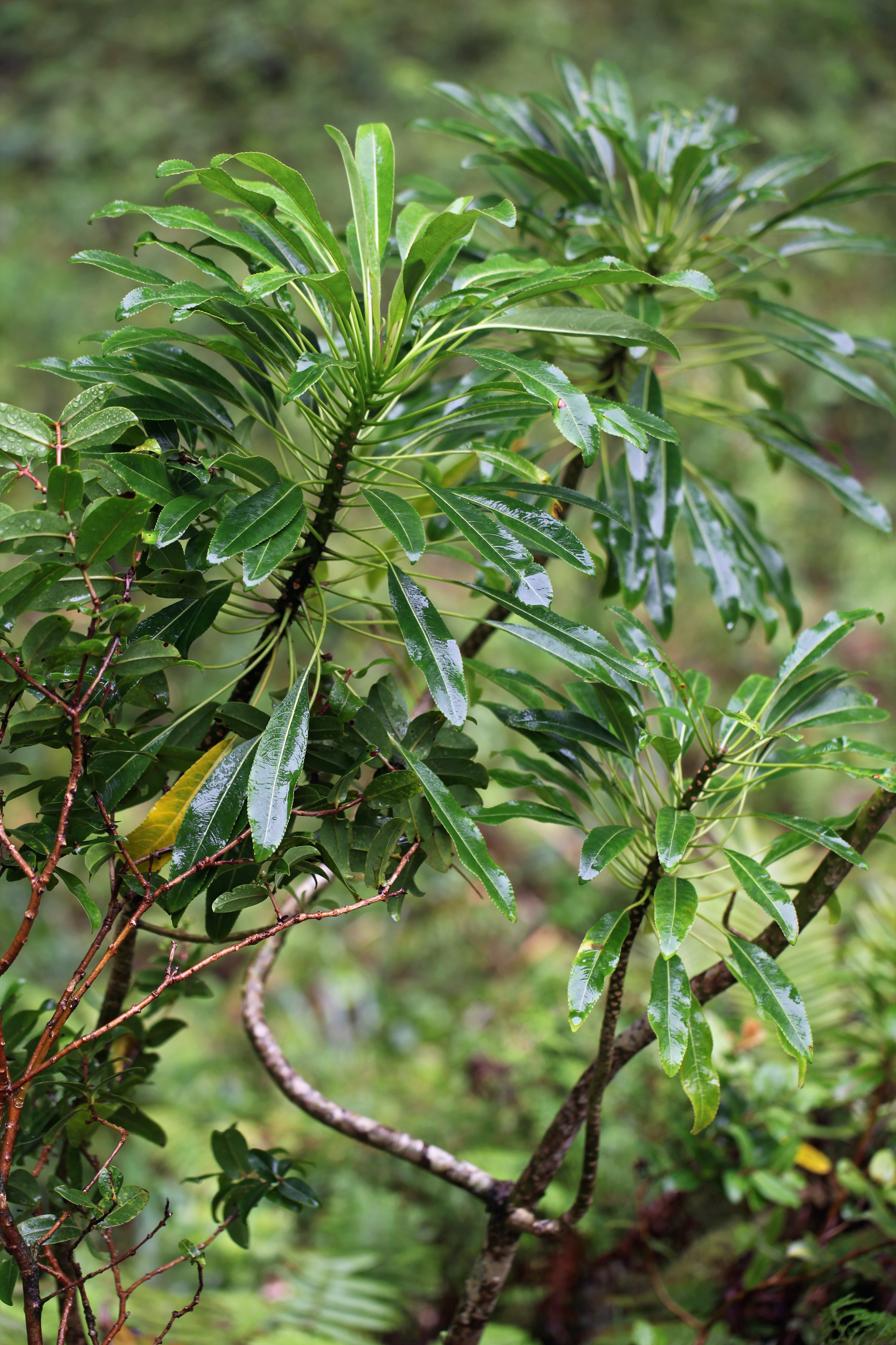 Cyanea kahiliensis (spoonleaf cyanea) (26147923291)