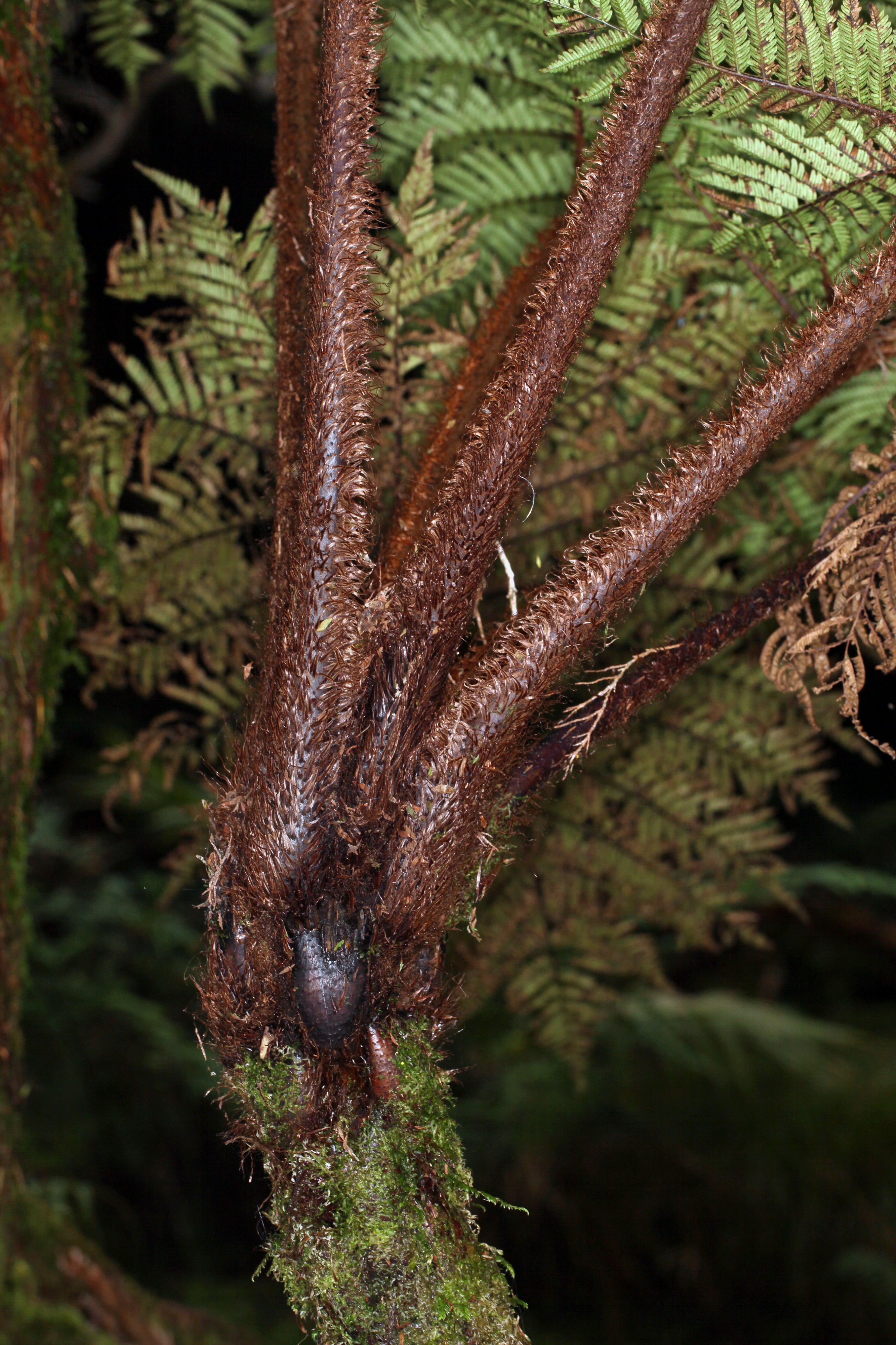 Cyathea brevipinna (9050505397)