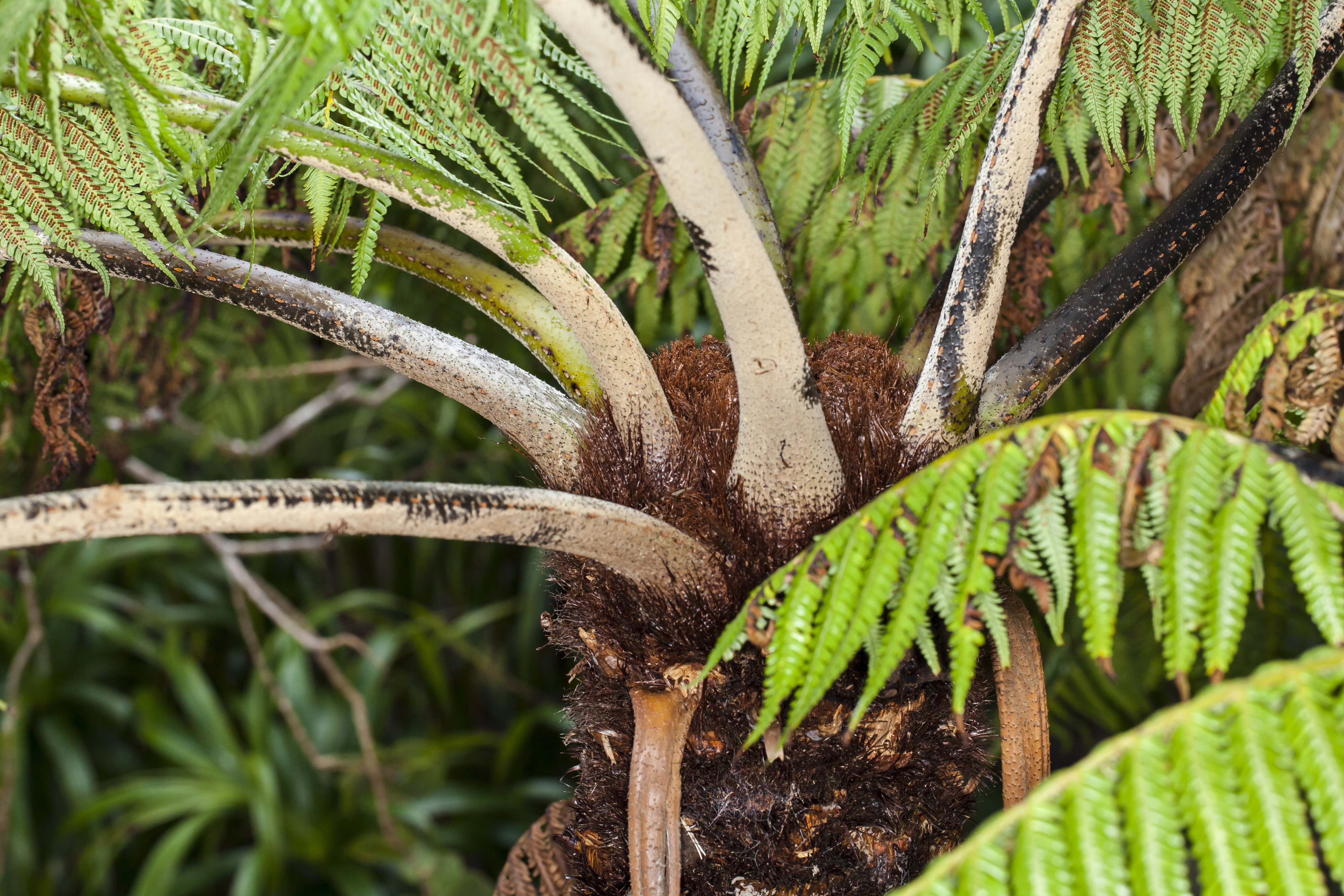 Cyathea macarthurii (9018602305)