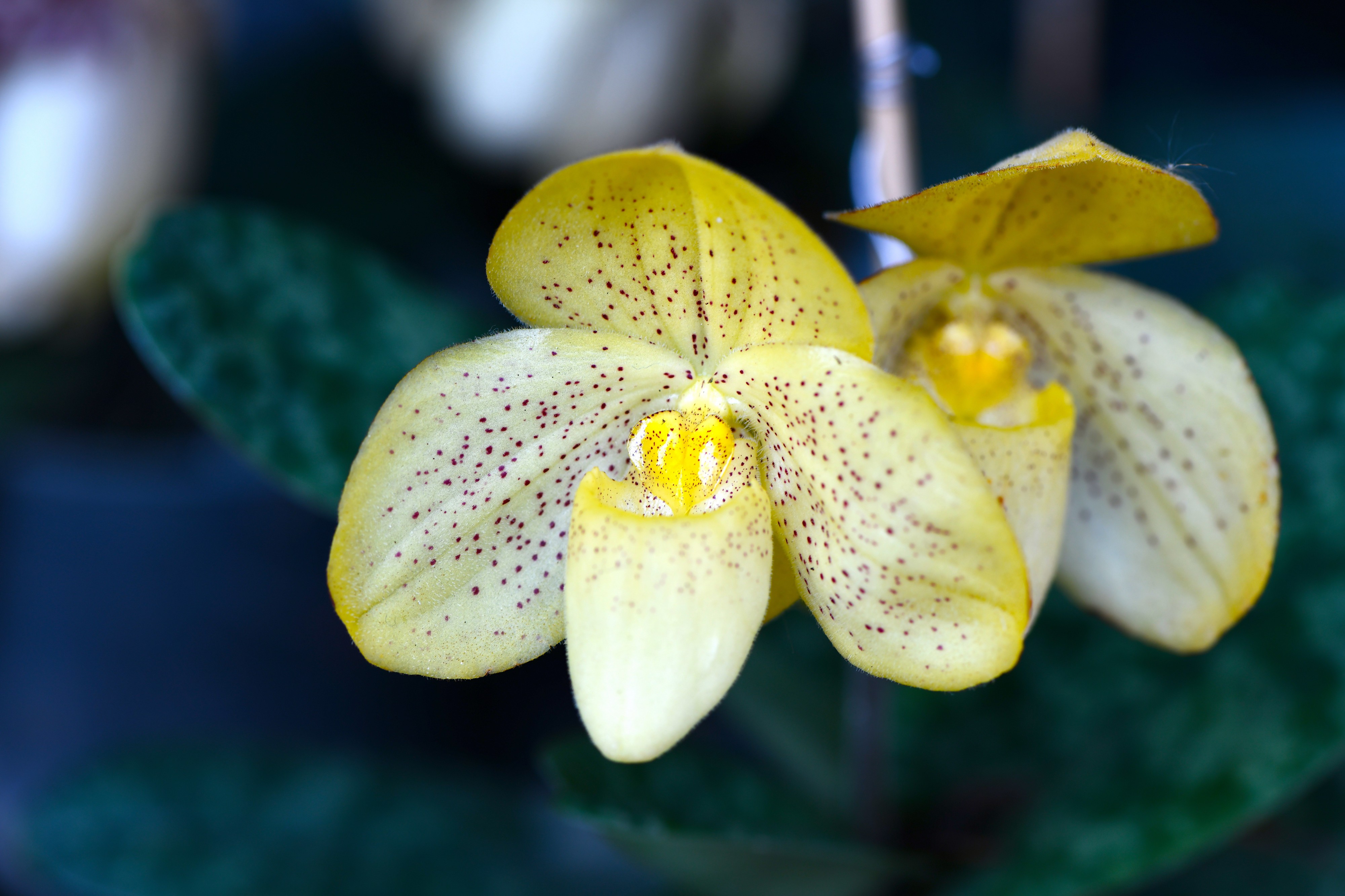 D85 4520 Plant of Thailand Photographed by Trisorn Triboon