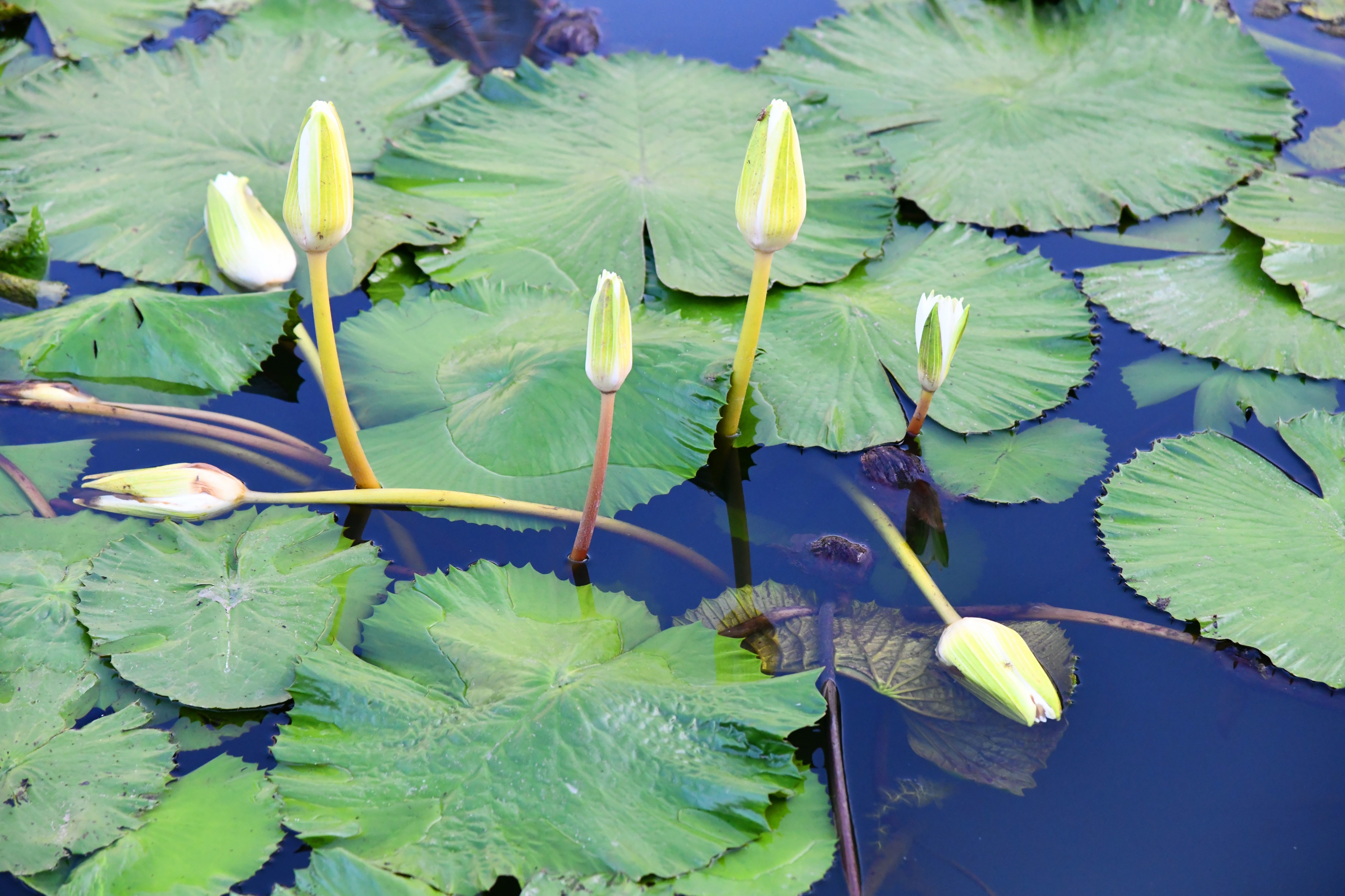 D85 7046 Waterlilies Photographed by Trisorn Triboon (29)