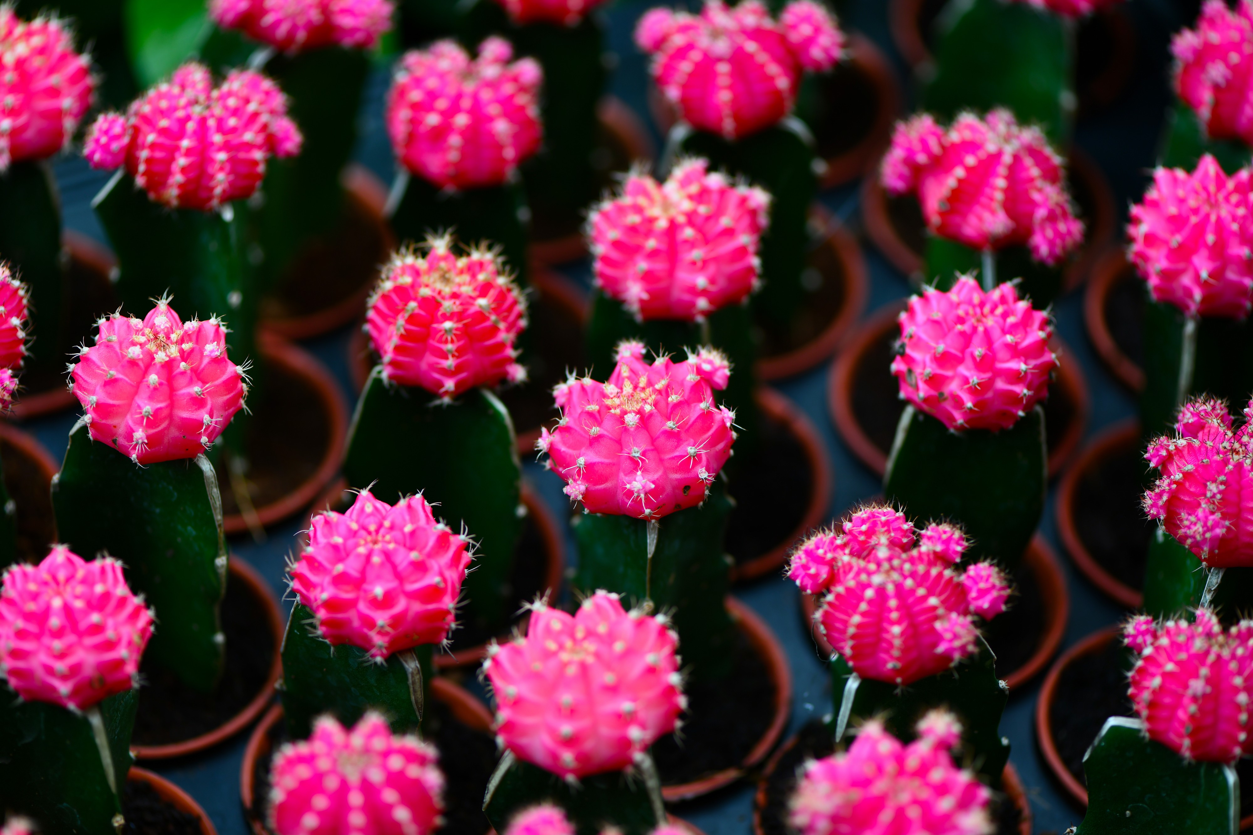 D85 9939 Plant of Thailand