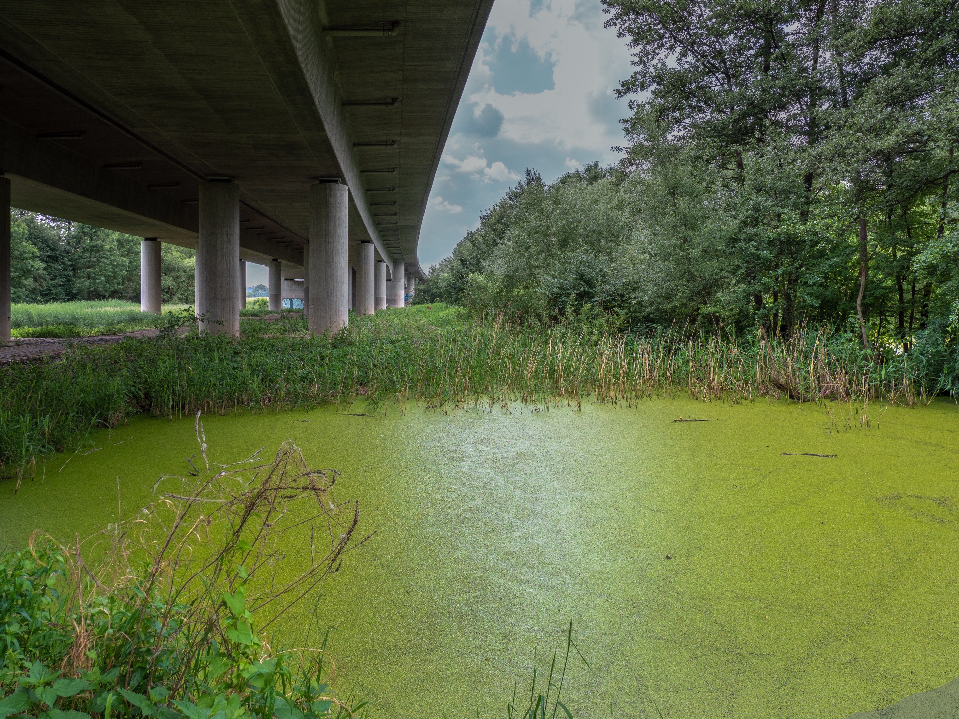 Dörfleins Teich Autobahnbrücke 5250297