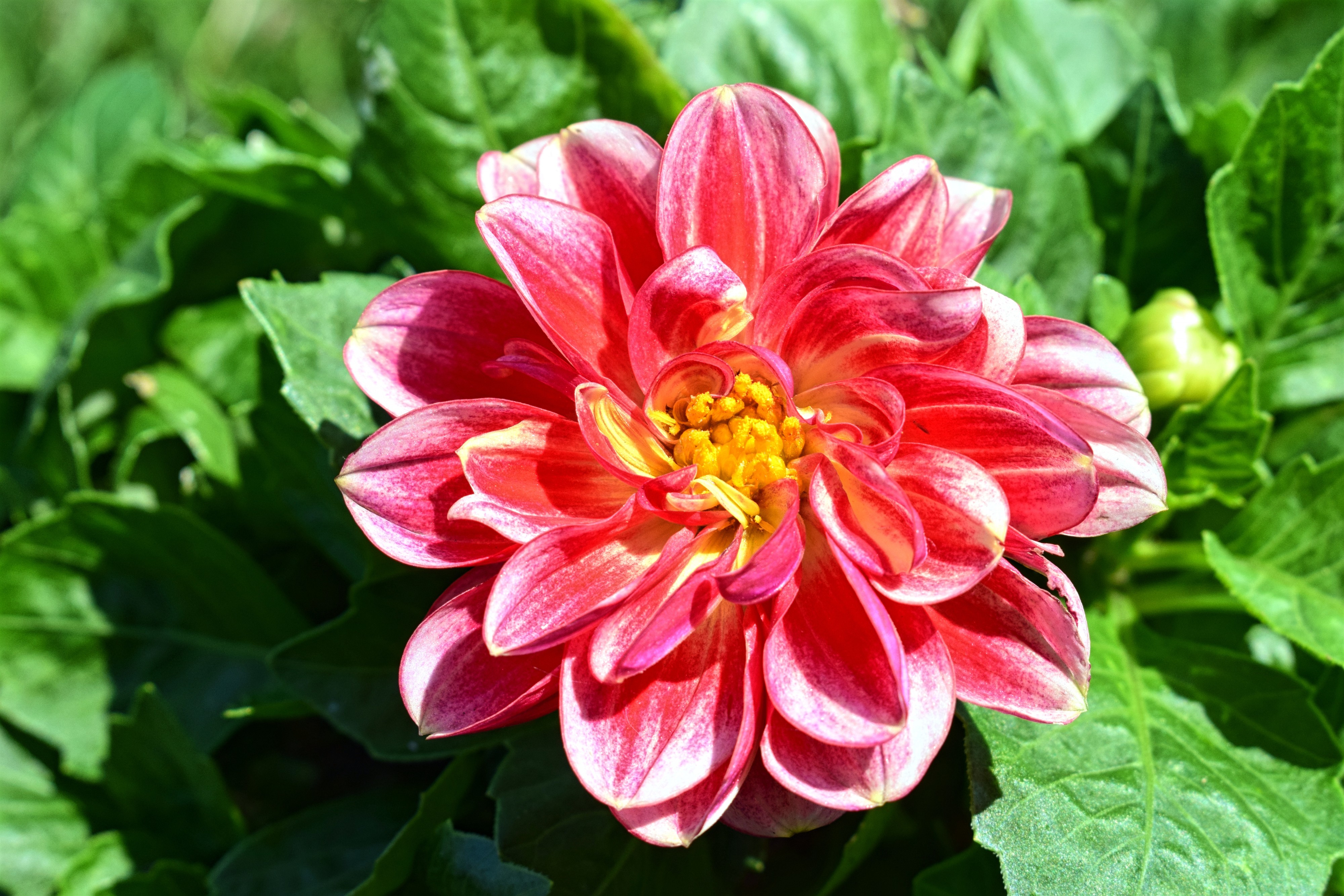 Dahlietta Alexia Dahlia 5