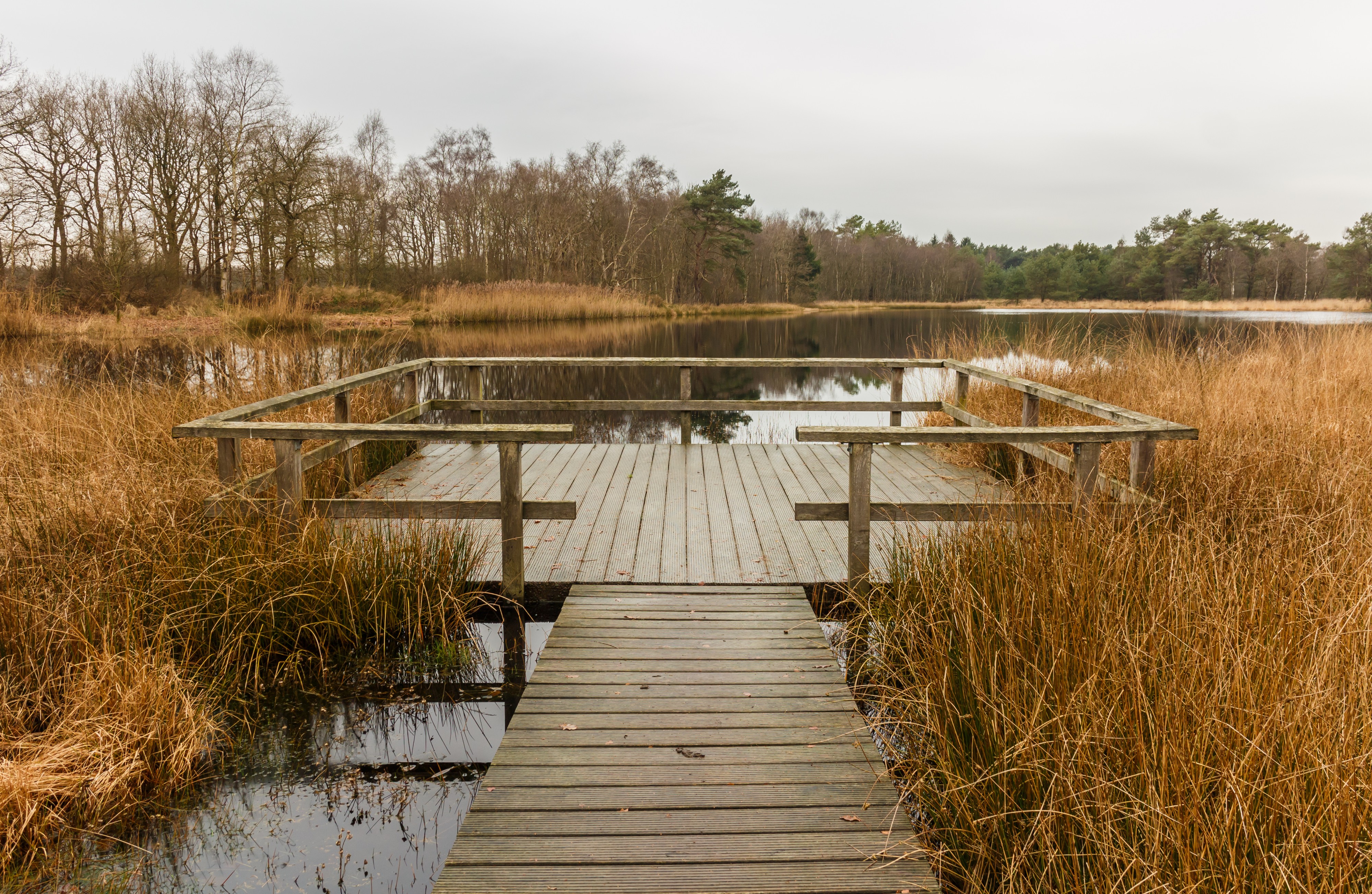 Delleboersterheide – Catspoele Natuurgebied van It Fryske Gea. Libellenvlonder 03