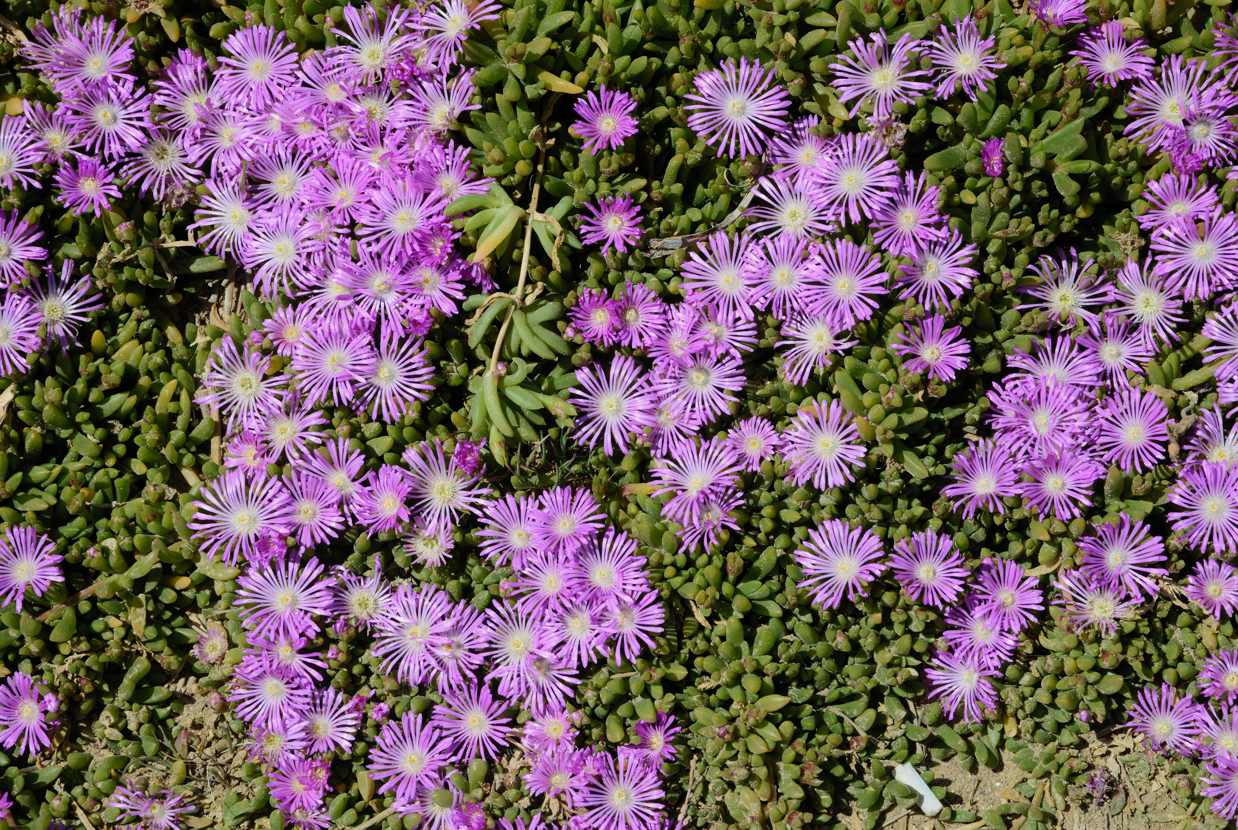 Delosperma March 2015-2