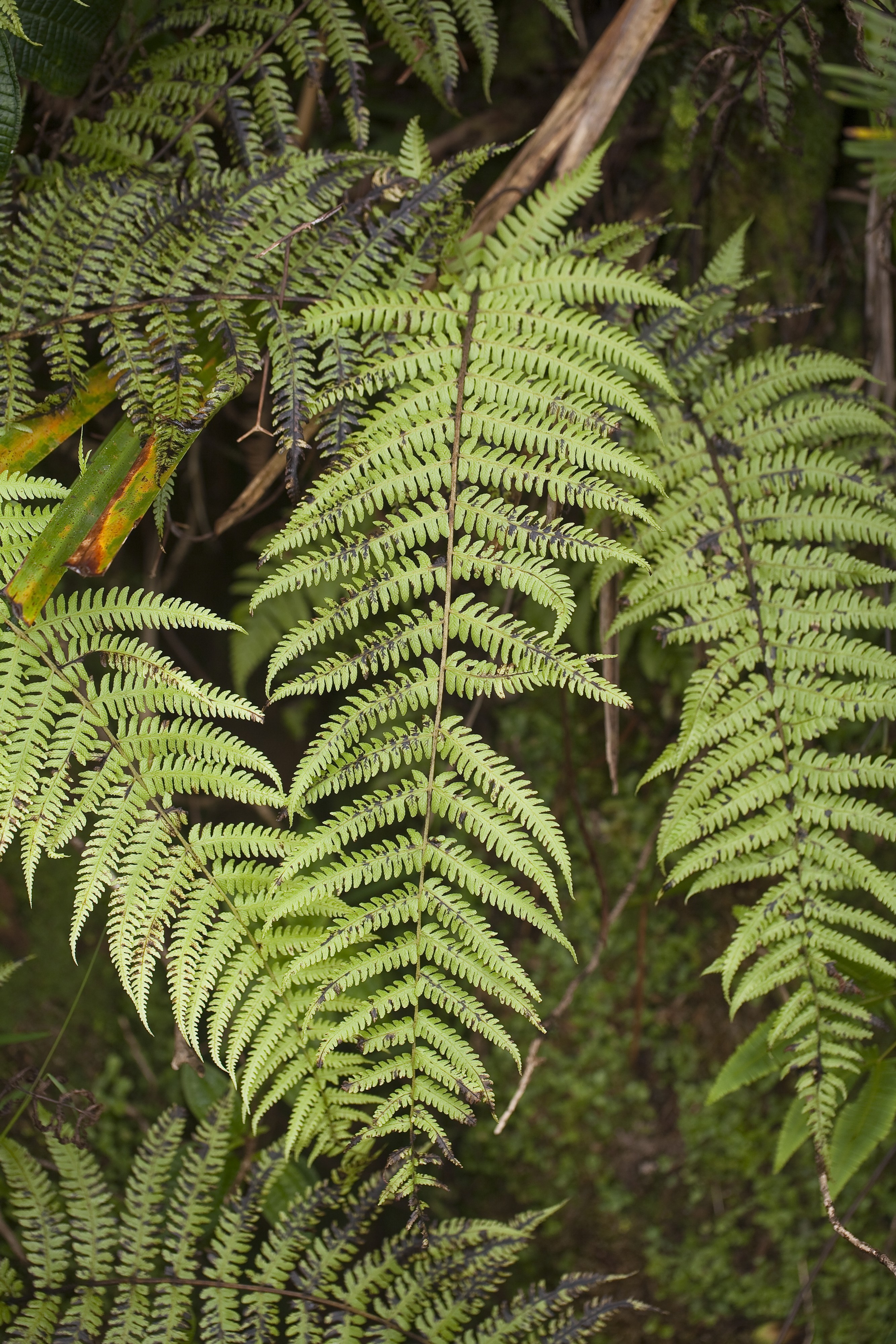 Deparia prolifera (prolific false spleenwort) (5871419699)