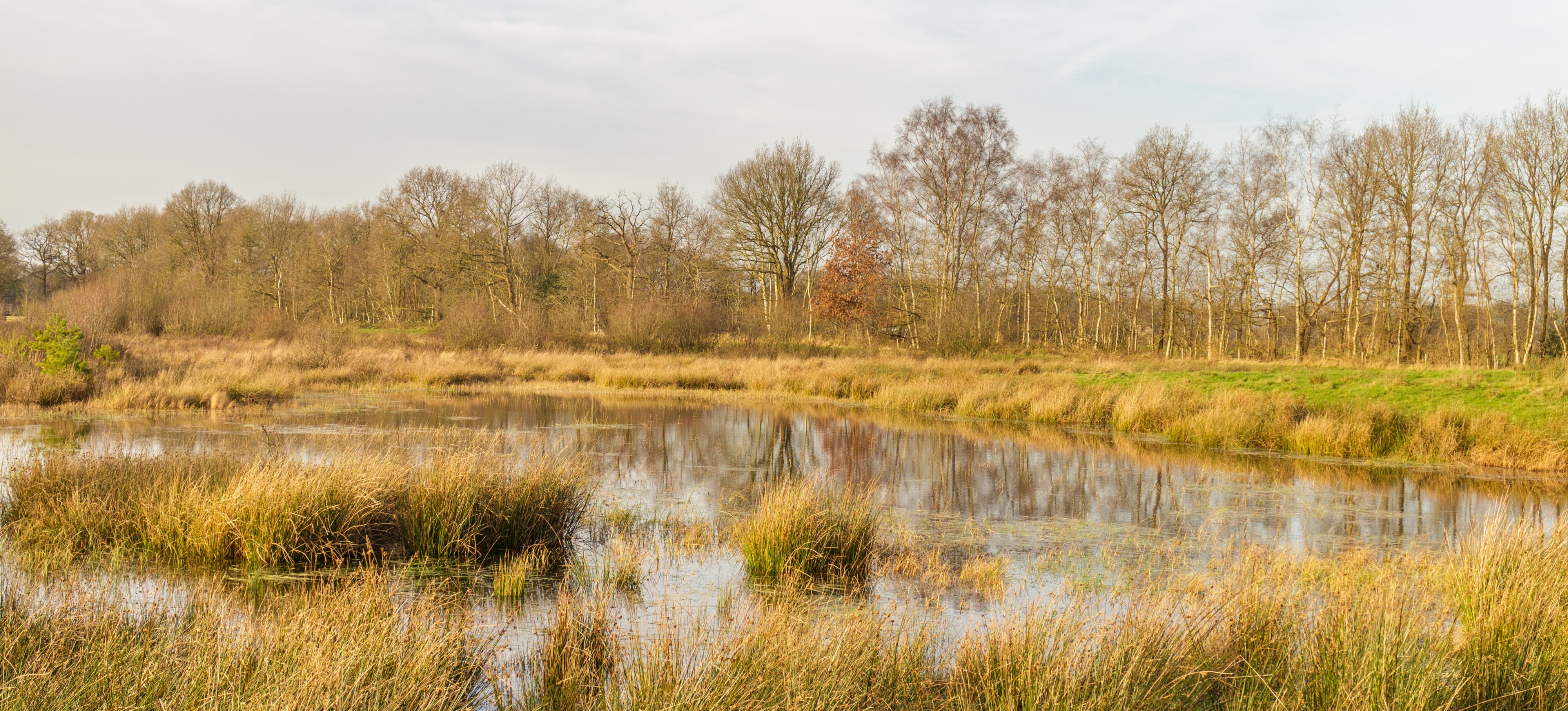 Diakonievene. Natuurgebied van It Fryske Gea 001