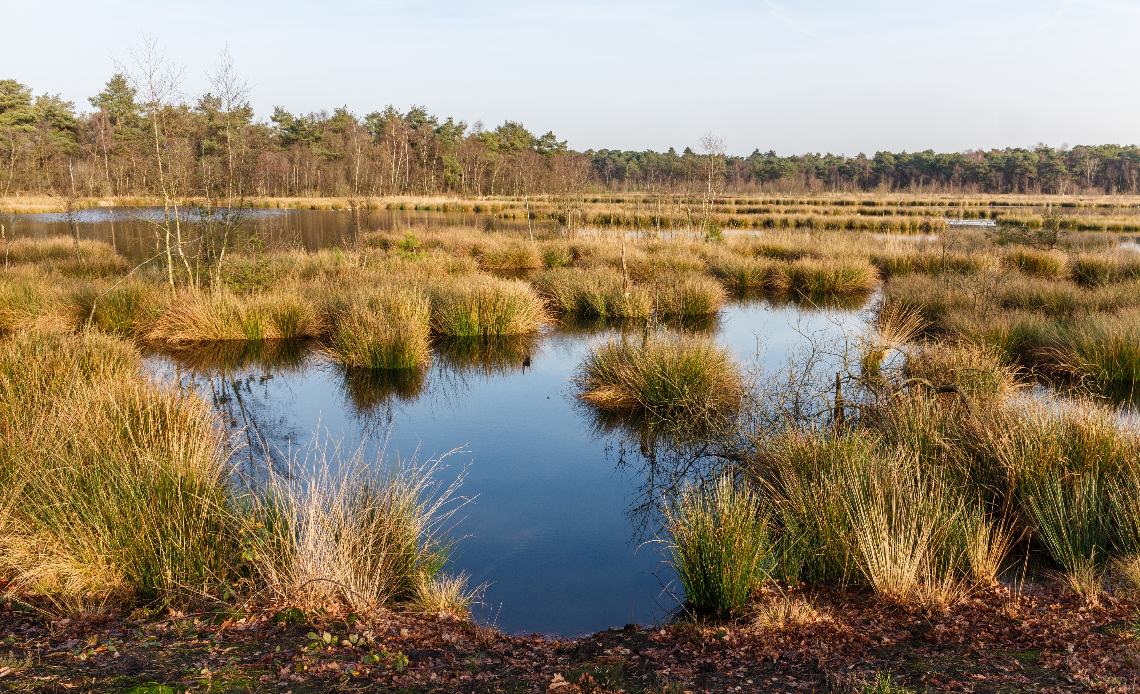 Diakonievene. Natuurgebied van It Fryske Gea 16