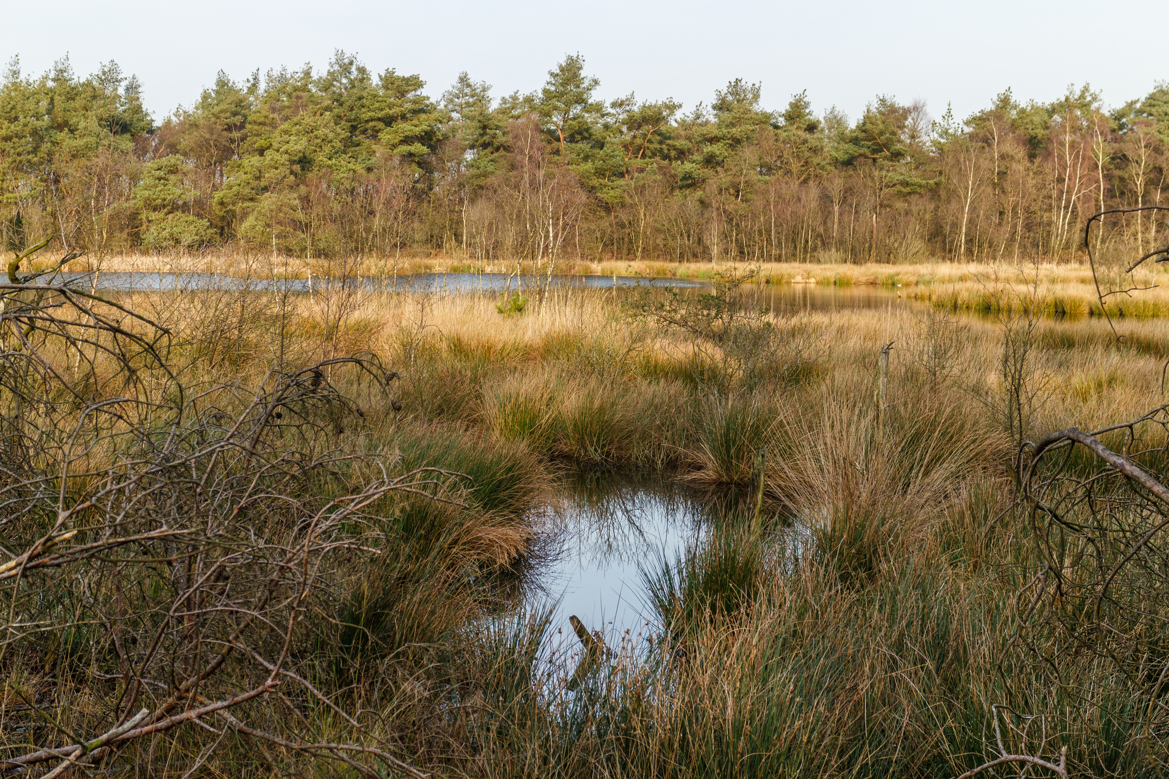 Diakonievene. Natuurgebied van It Fryske Gea 21